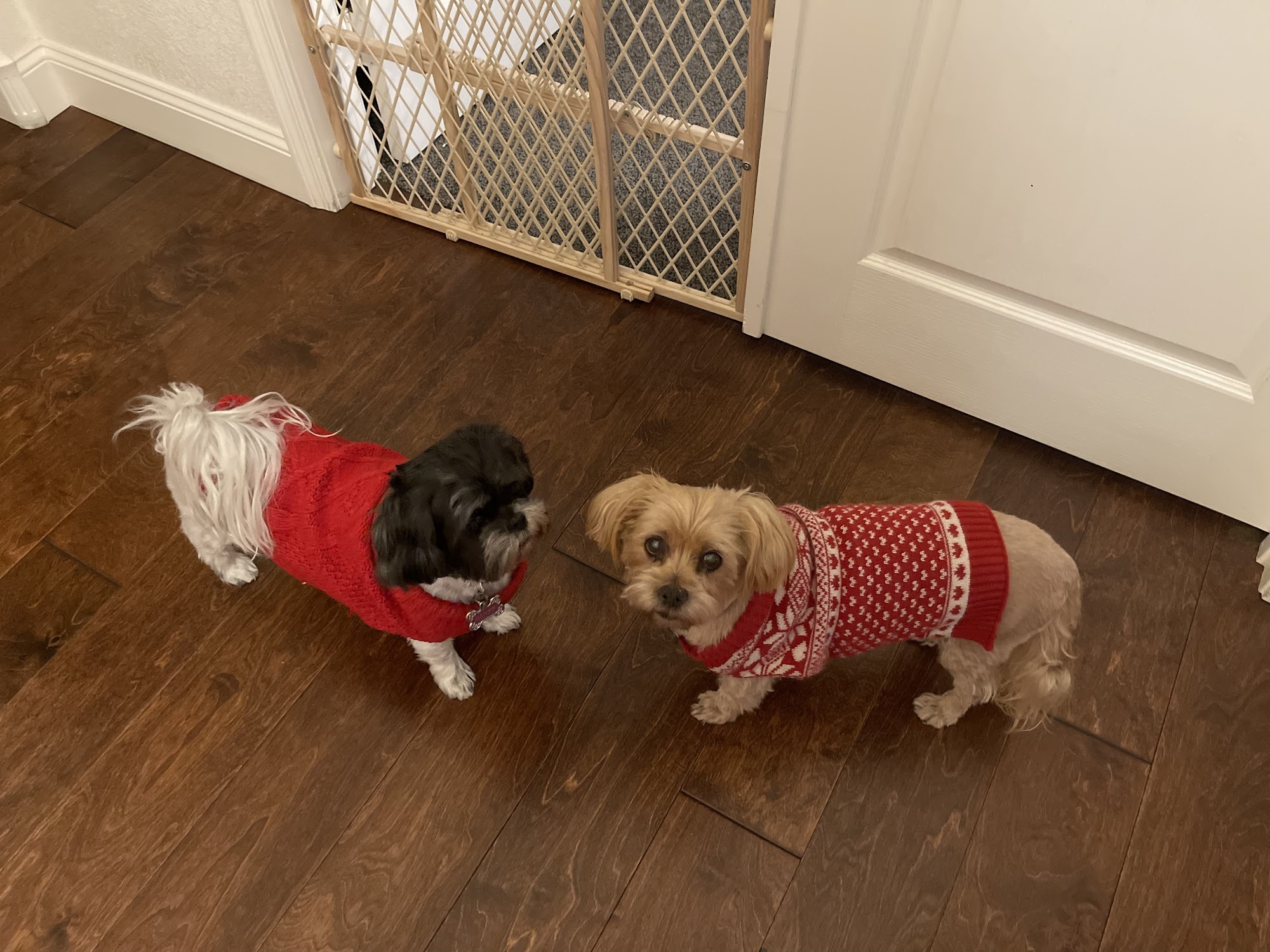 Furry Friends Salon Gilbert