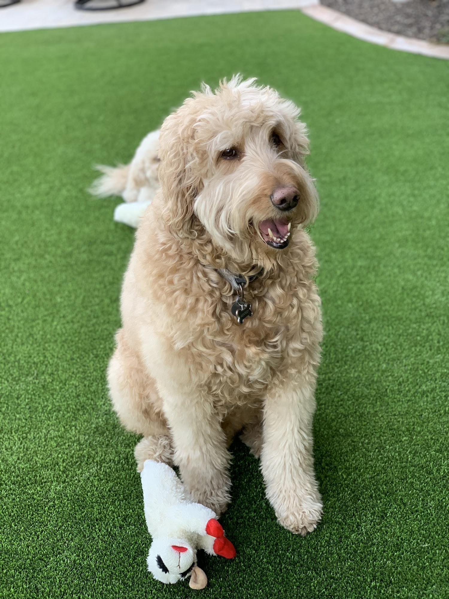 Paws 2 Claws L.L.C. Gilbert