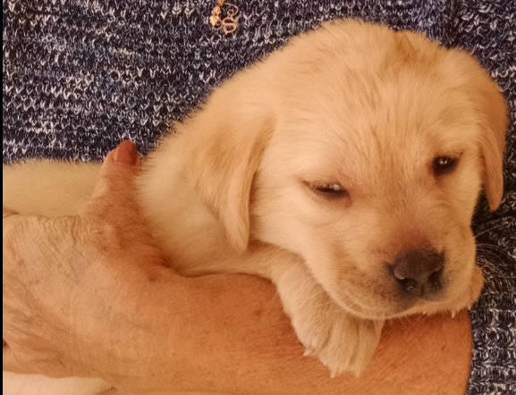 USA Purebred Labs LLC Gilbert