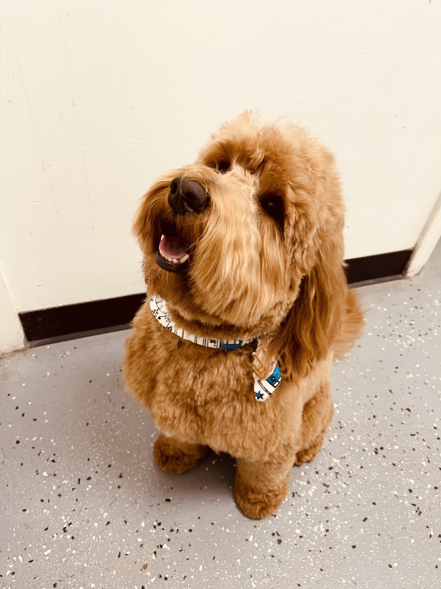 Shear Ecstasy Glendale