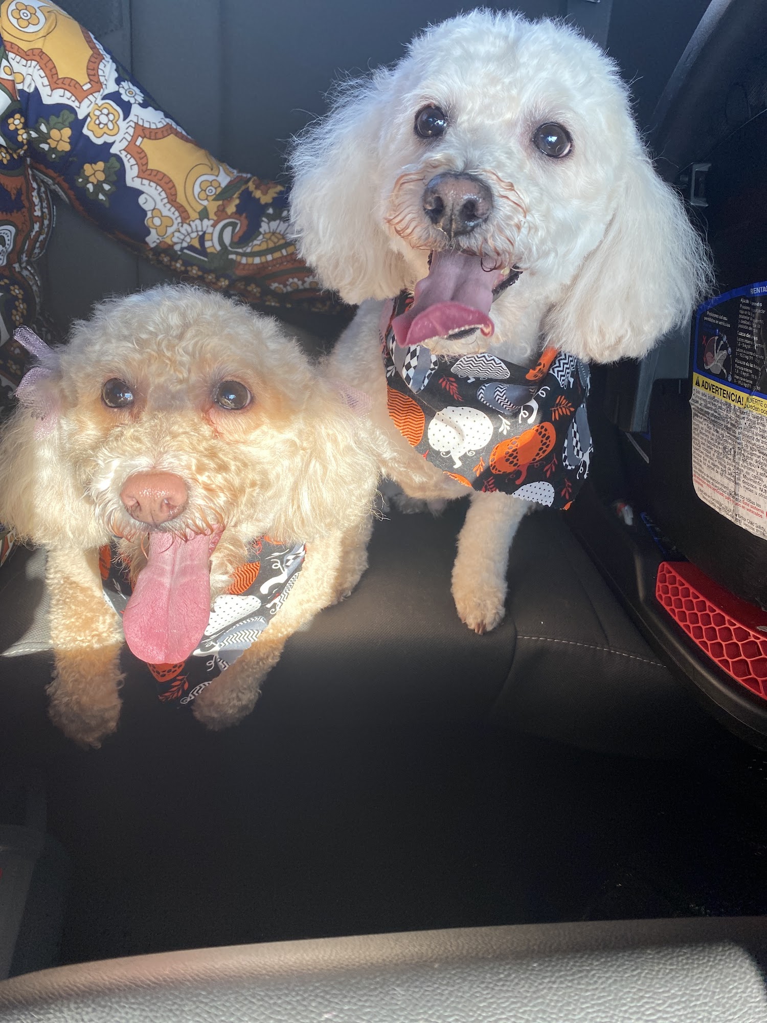 Sonora Pet Care Glendale