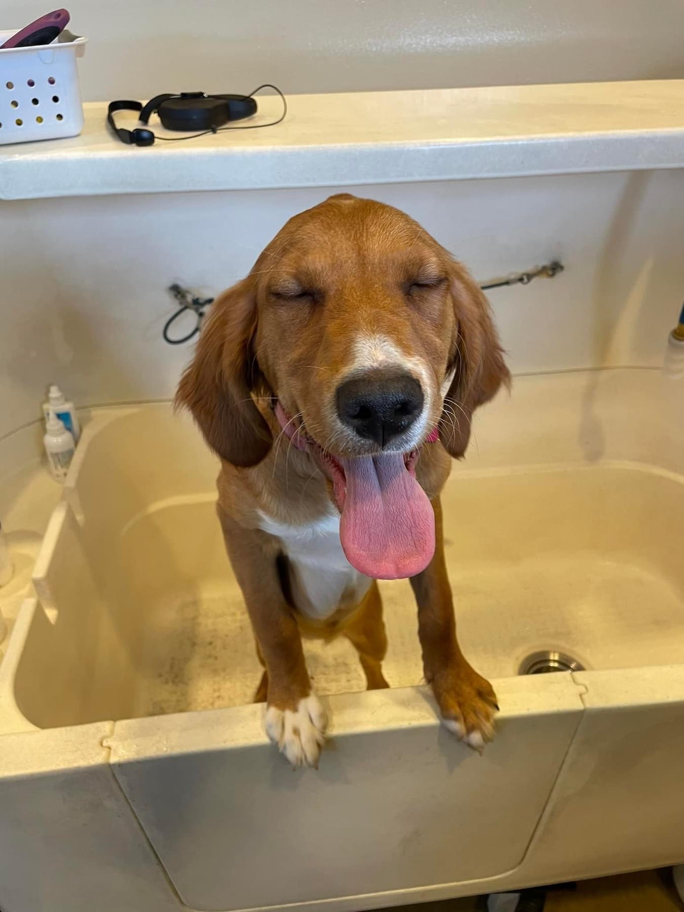 Posh Wash Dog Wash Glendale