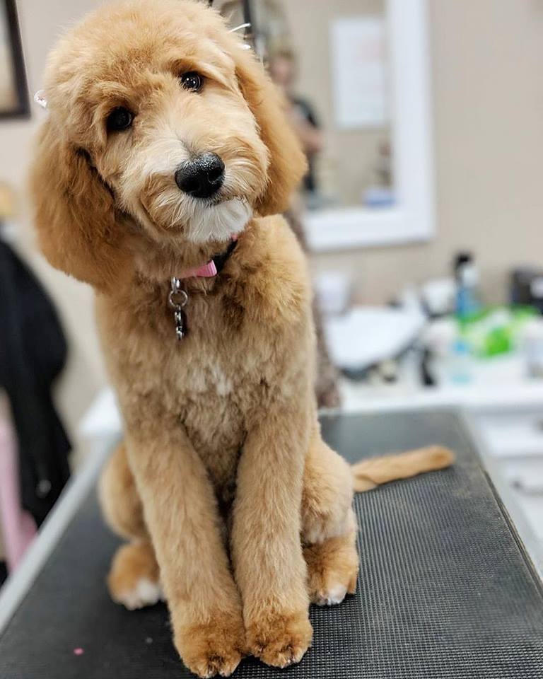 Twin Tails Cageless Grooming™ Glendale