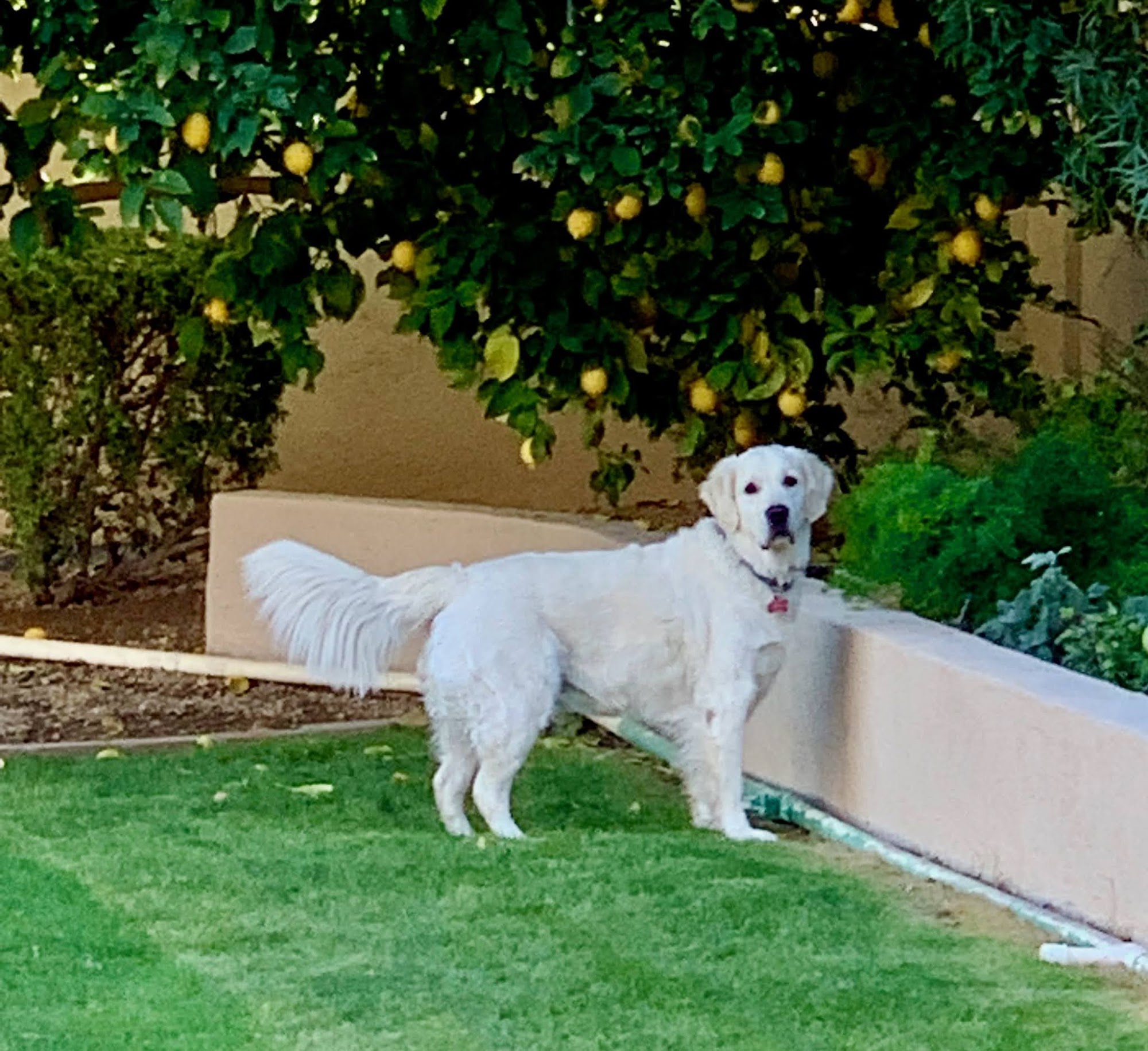 Lasting Paws Pet Memorial Services Glendale