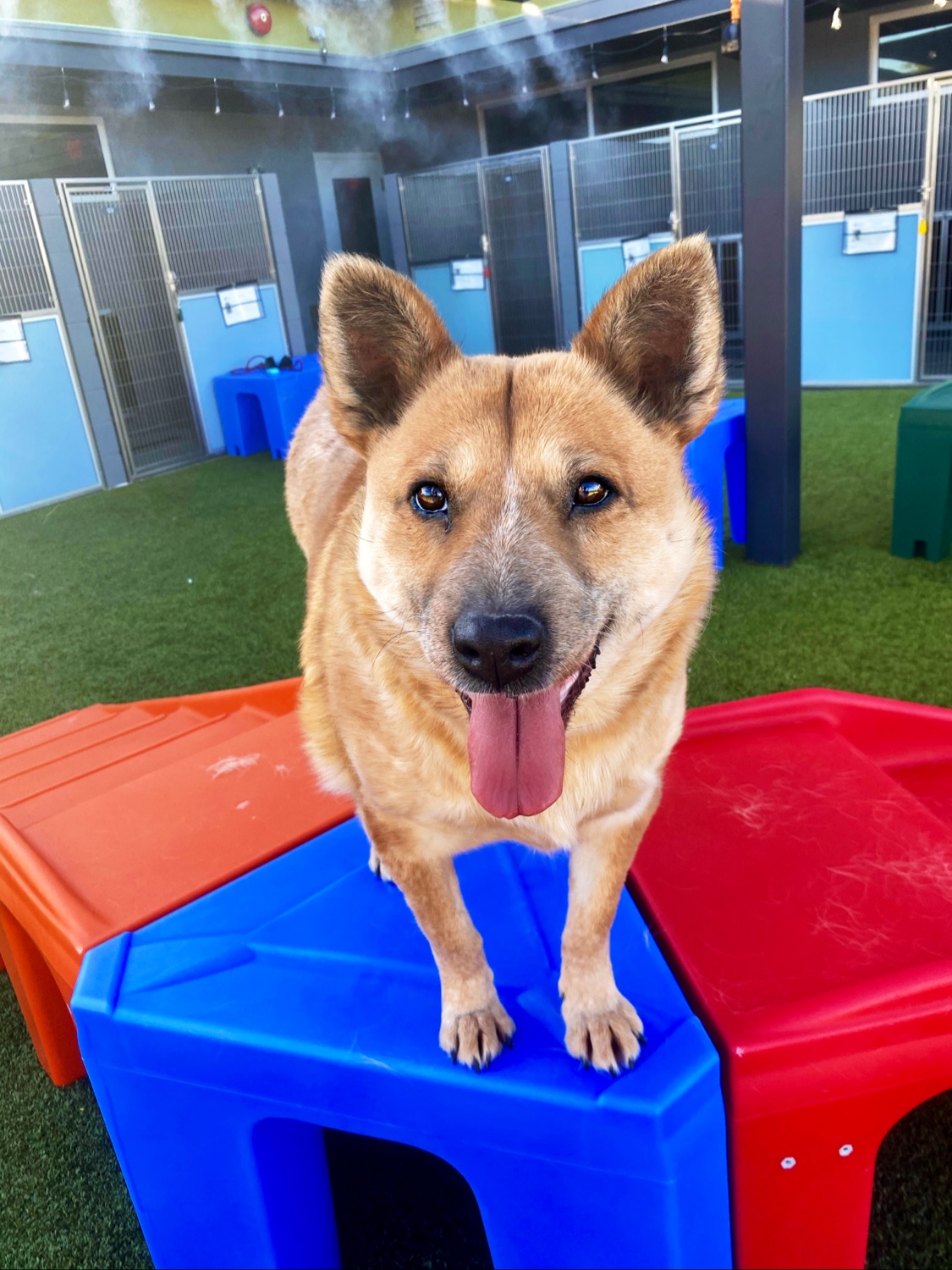 Help A Dog Smile (Mailing Address) Glendale