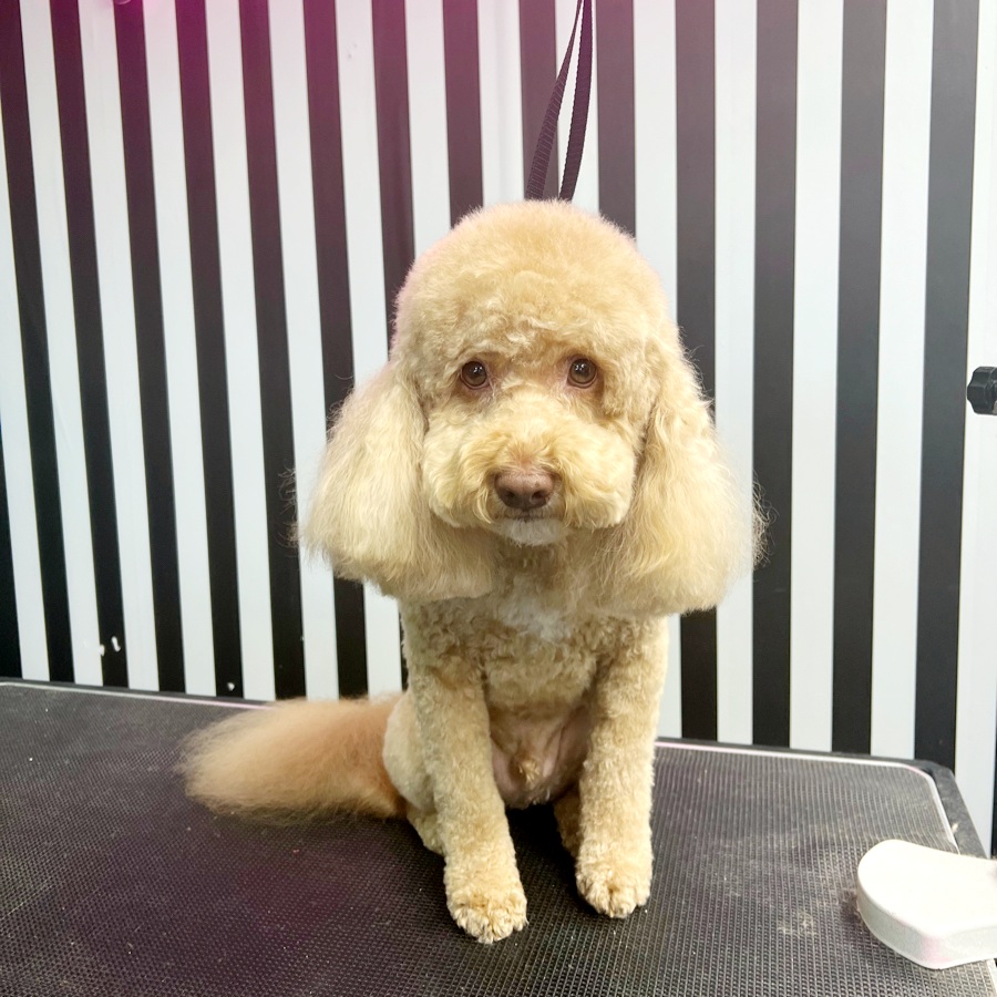 Day of the Dogs Grooming Goodyear