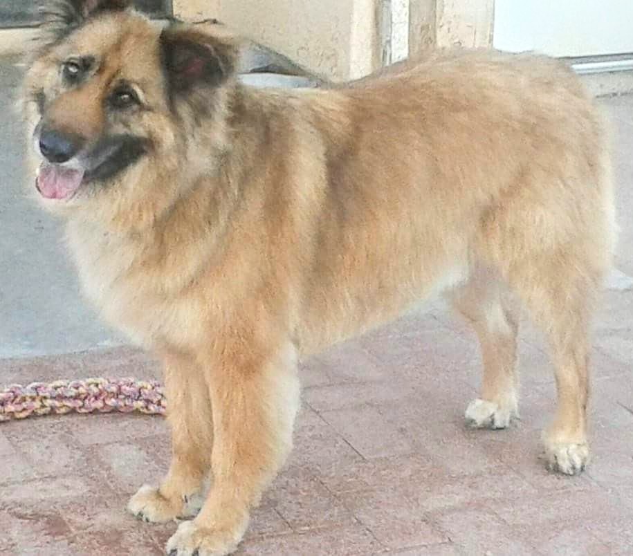 ScissorWorks Pet Styling LLC Green Valley