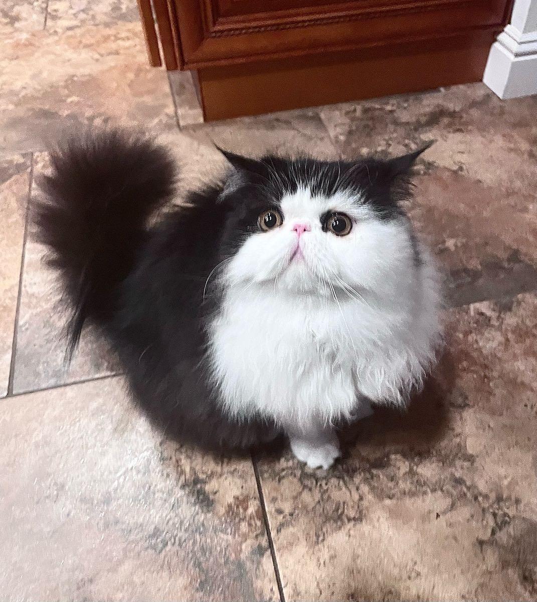 Joyful Pets & Homes Green Valley