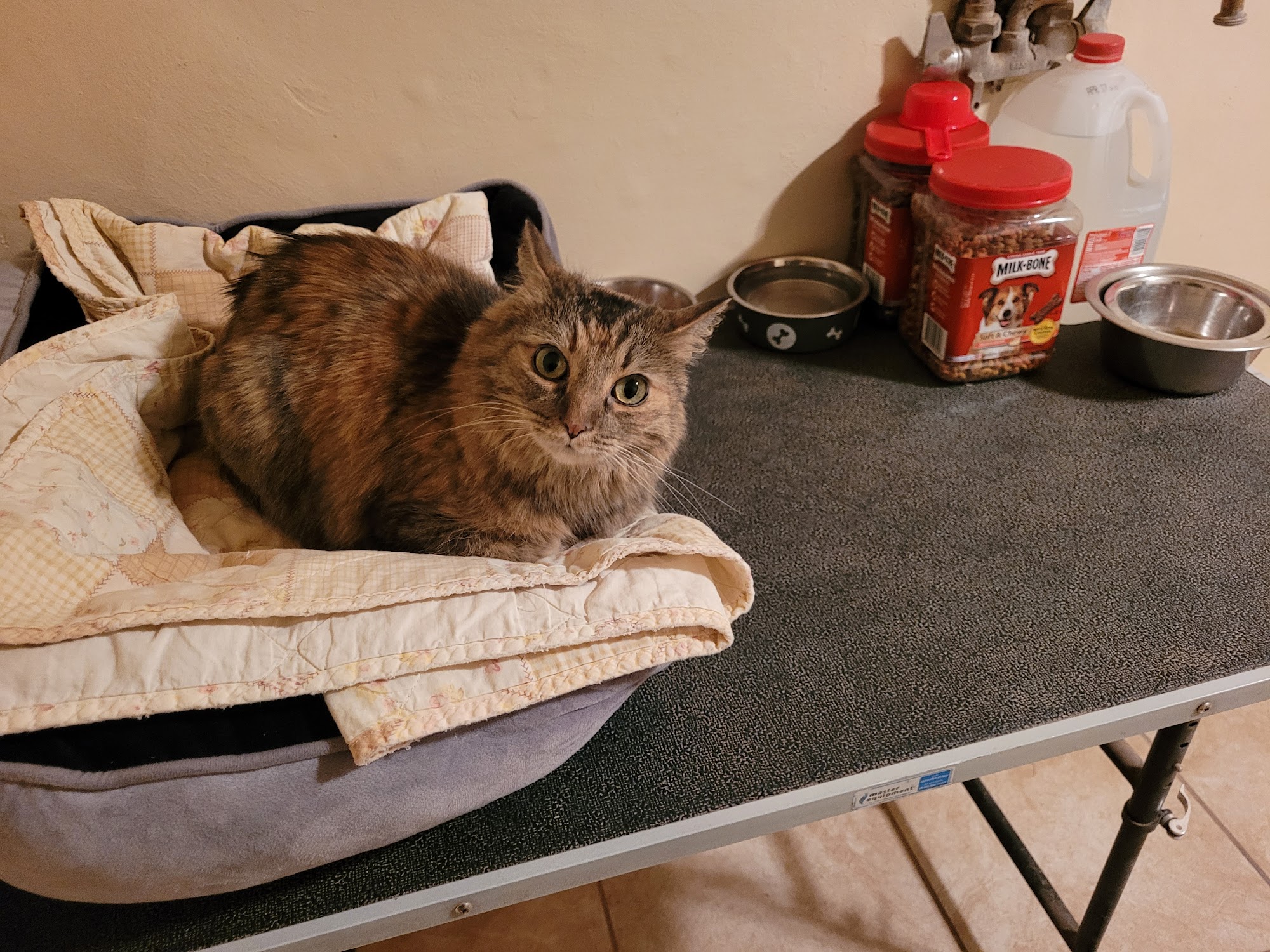 Lisa's Country Grooming and Boarding Hereford