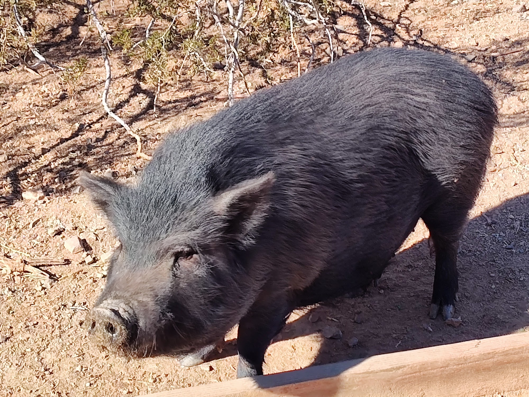 Ironwood Pig Sanctuary Marana
