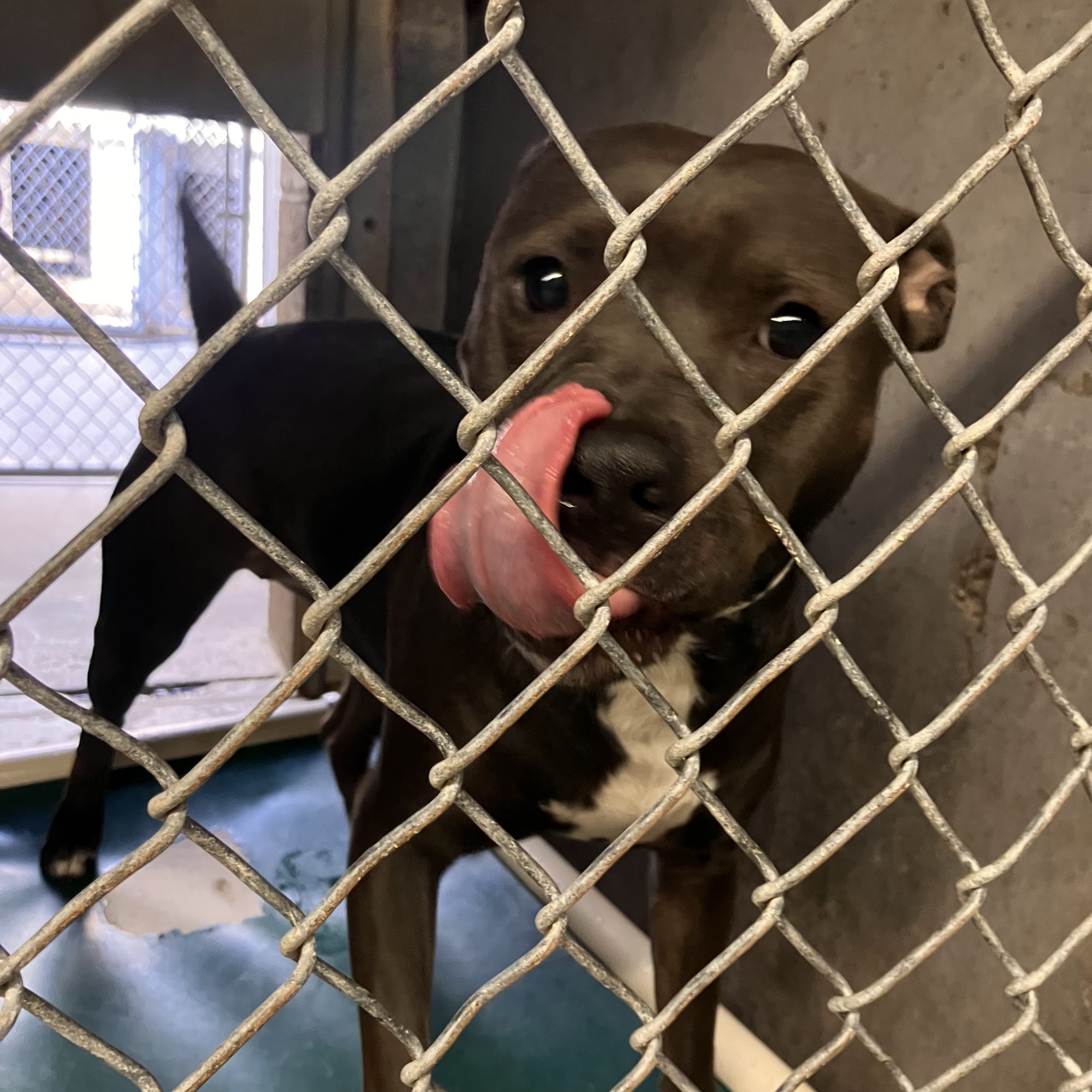 Maricopa County Animal Care and Control Mesa