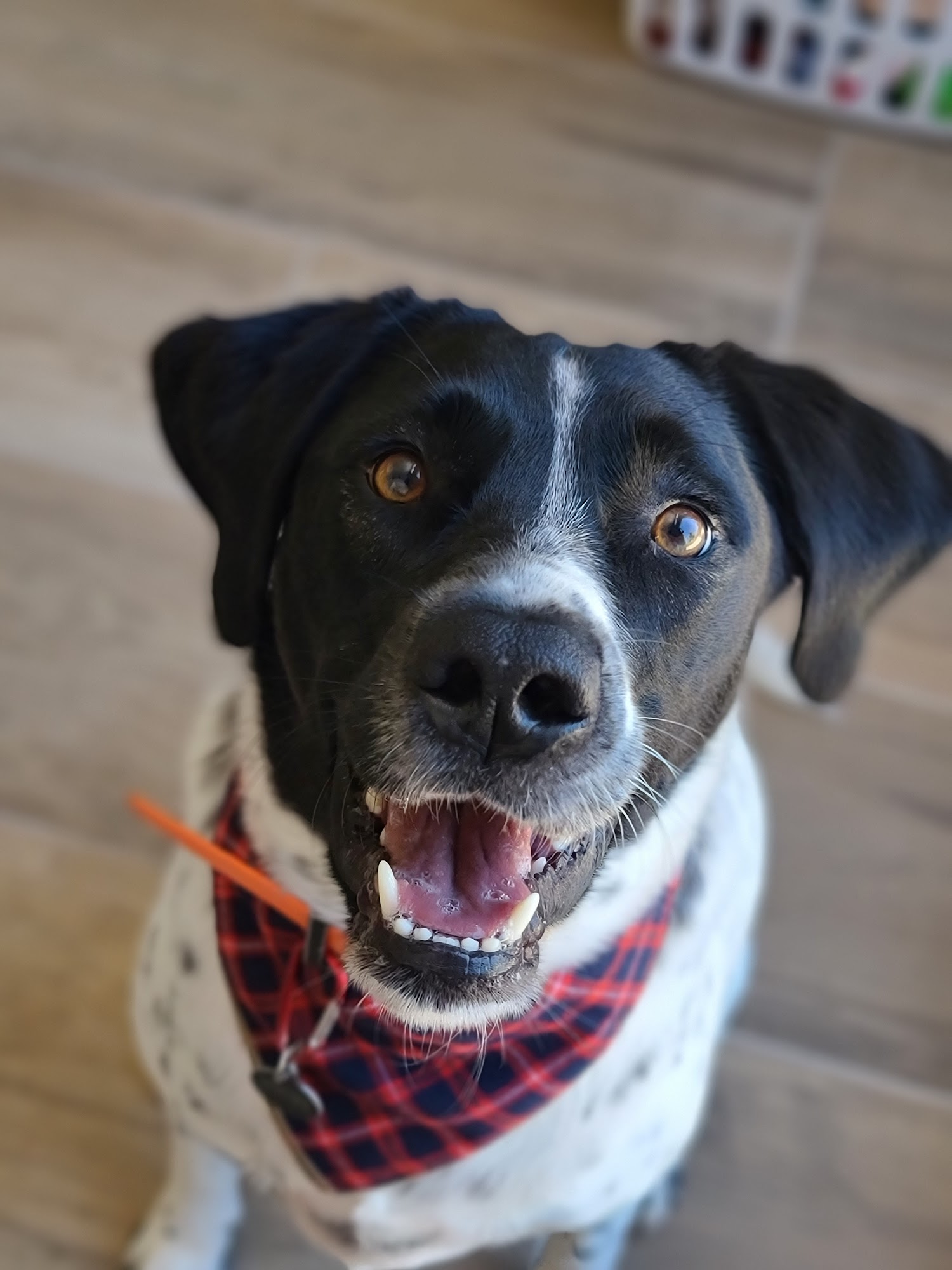 Looking Sharp Dog Grooming Mesa