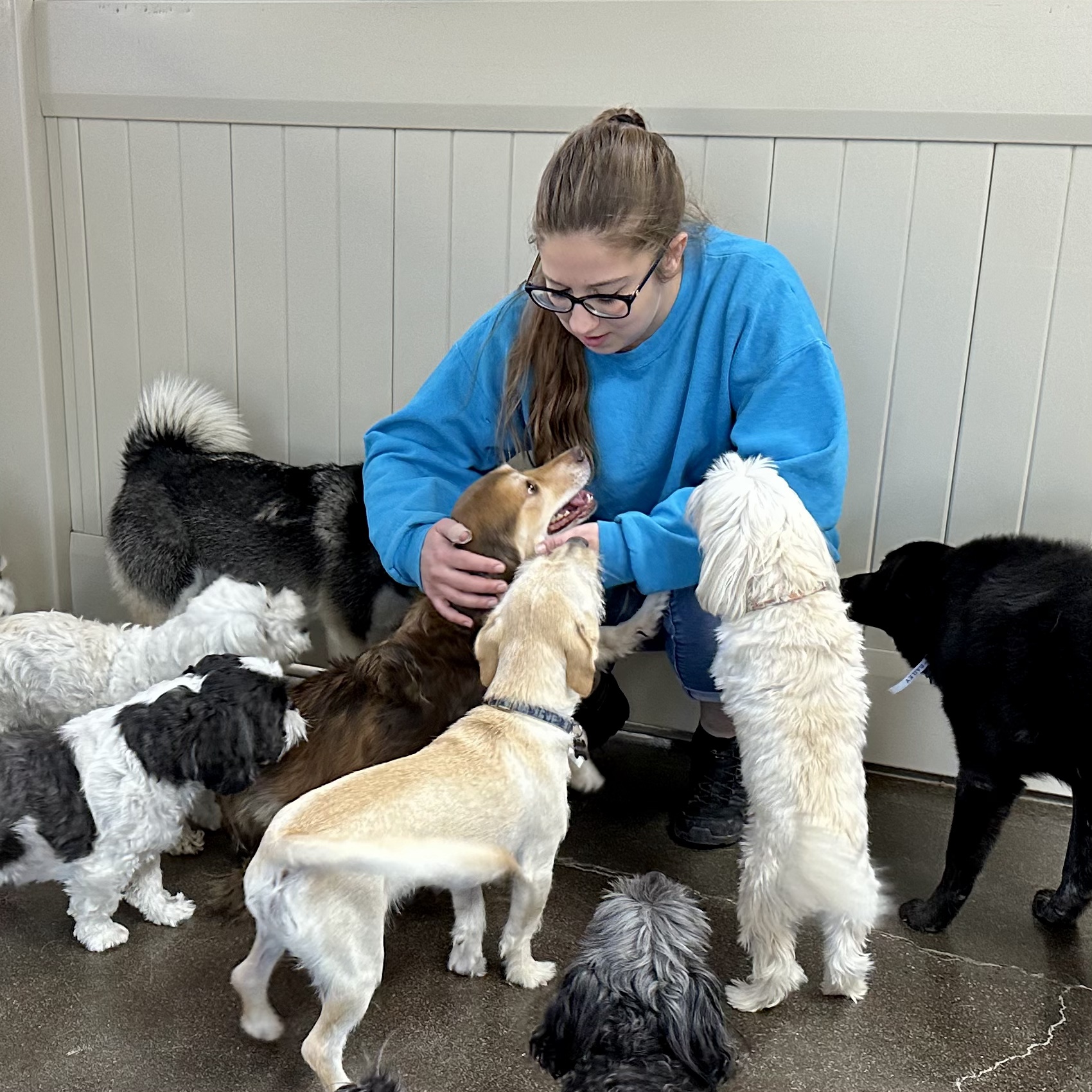 Happy Pets Palace and Playground Mesa