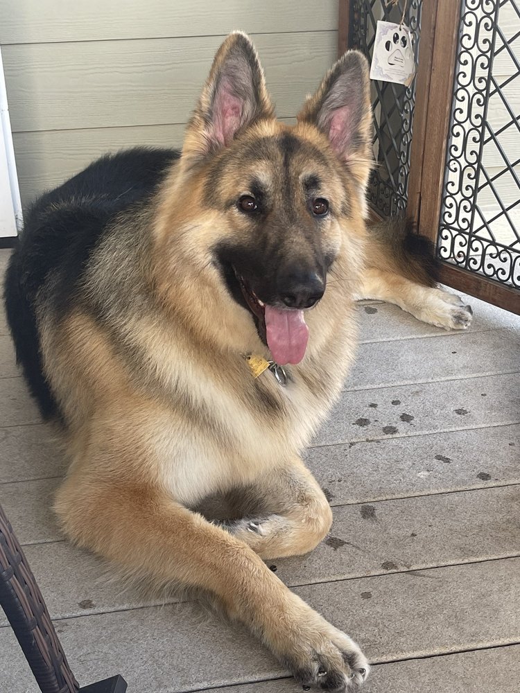 Elegant Pet Grooming Mesa