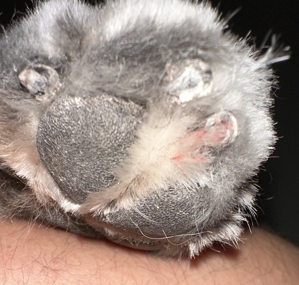 Lisa’s Doghouse Mesa