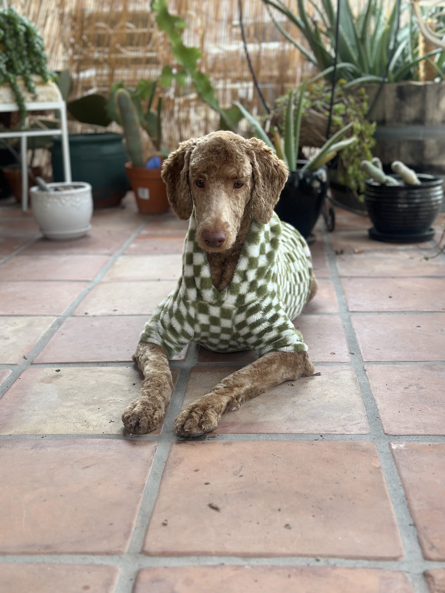 Trim Time Pet Grooming Mesa