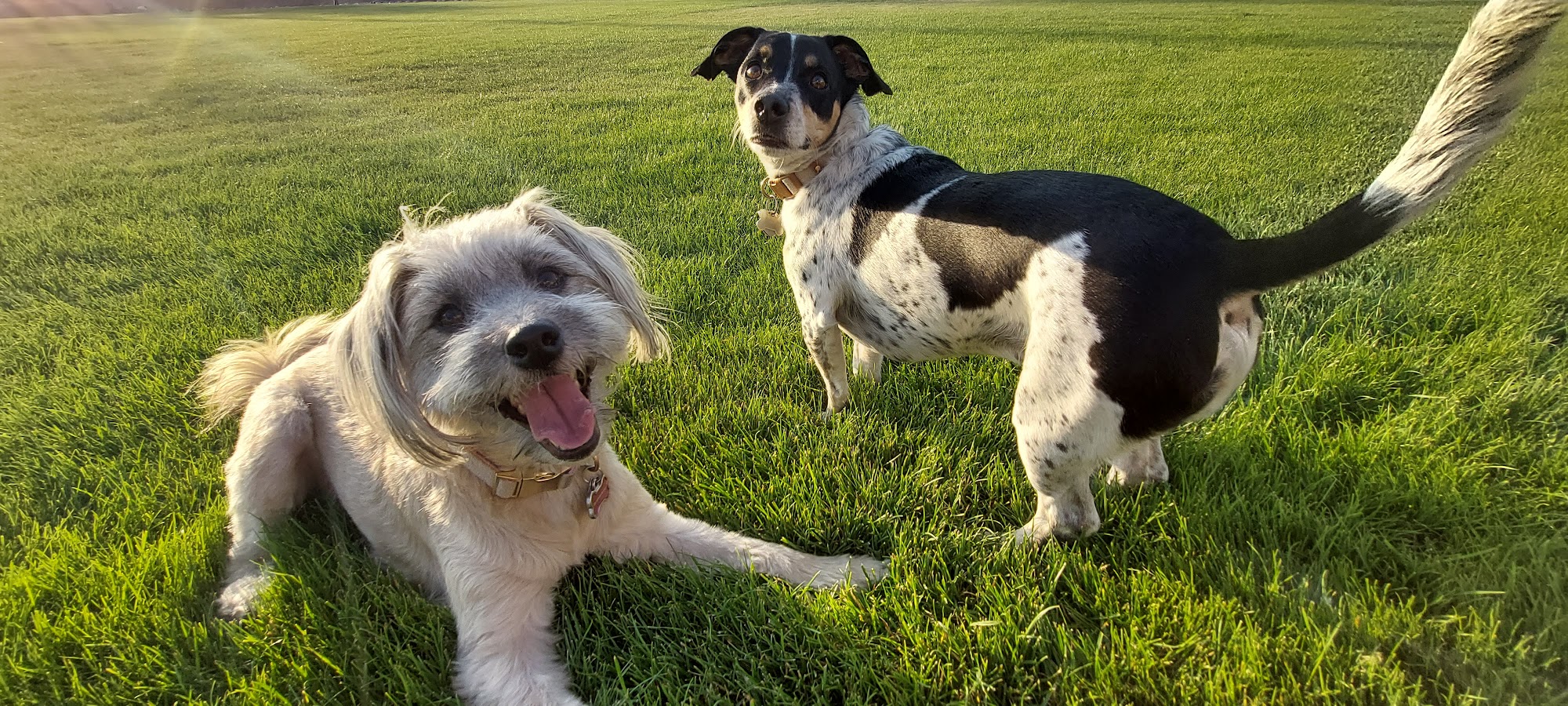 Groovy Pet Grooming Mesa