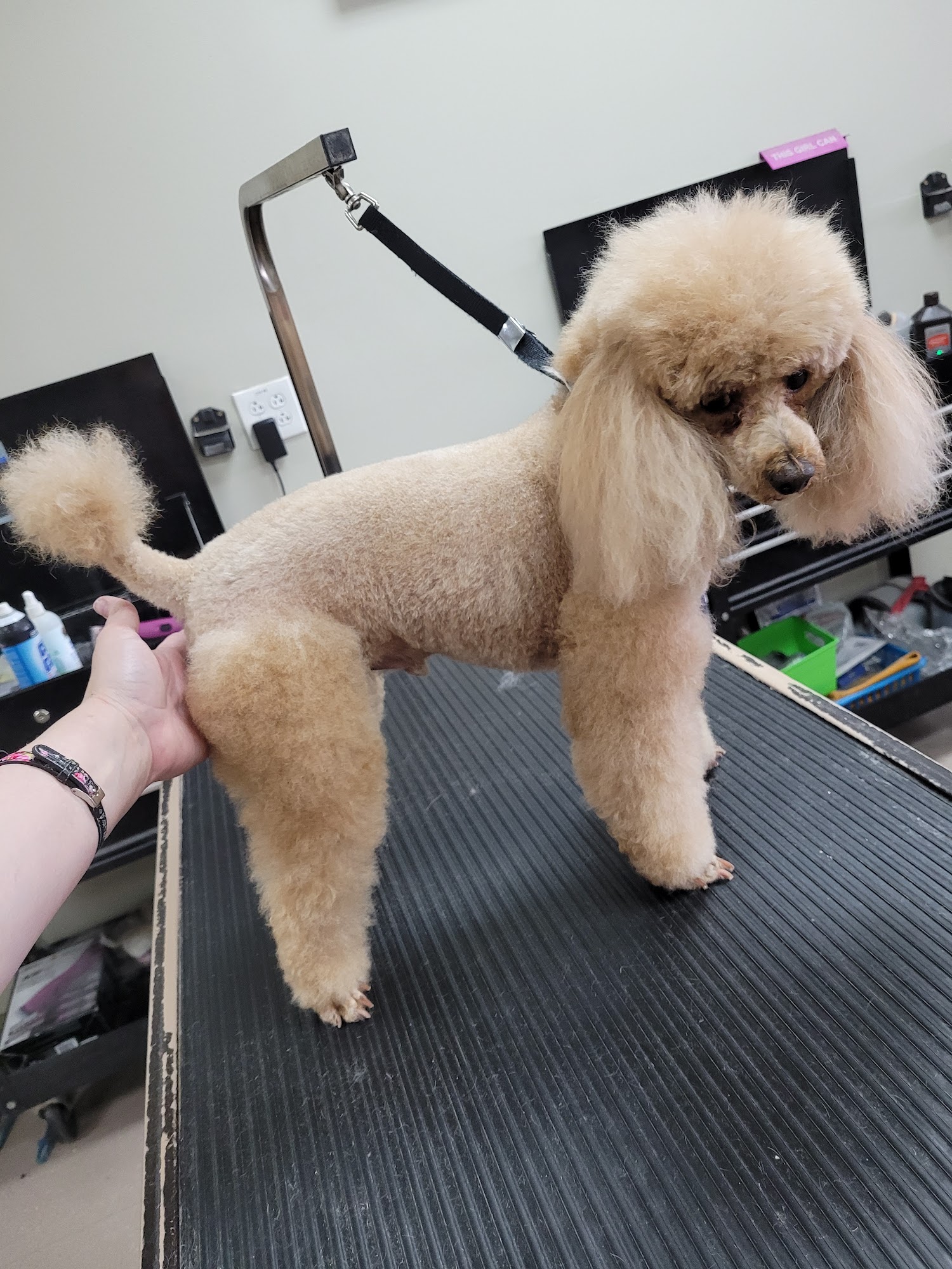 Cute Cuts for Mutts Mesa