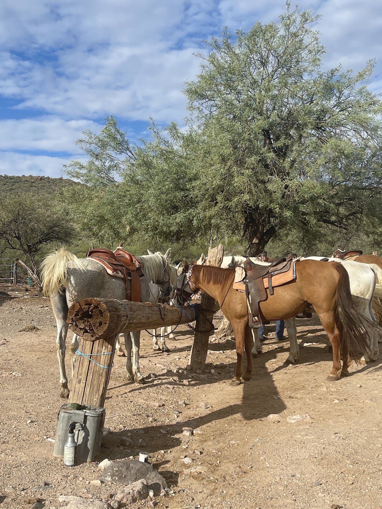 Betty's Trail Rides Castle Hot Spring Rd, Morristown Arizona 85342