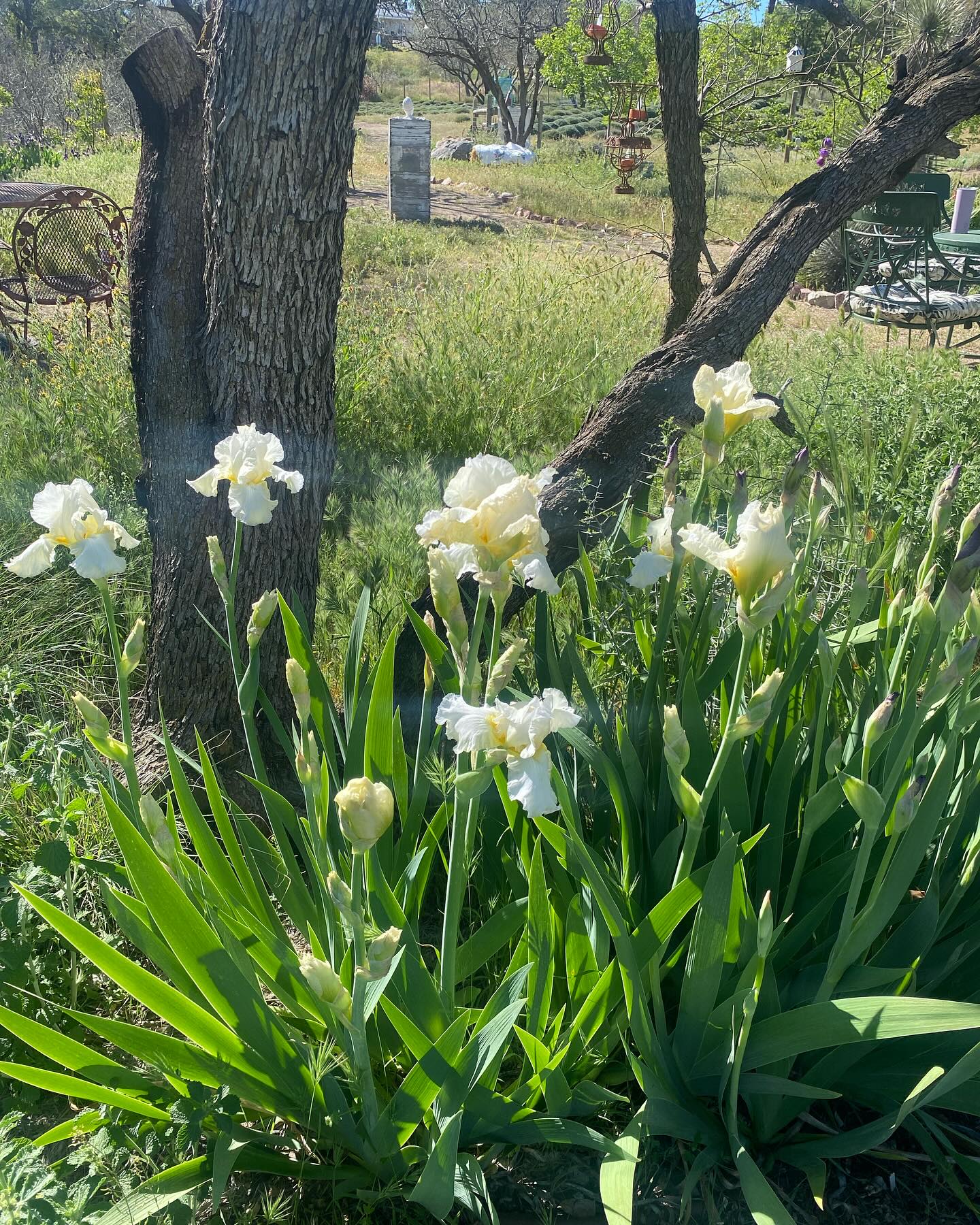 Life Under the Oaks Lavender Farm 1221 N Rancho Robles Rd, Oracle Arizona 85623