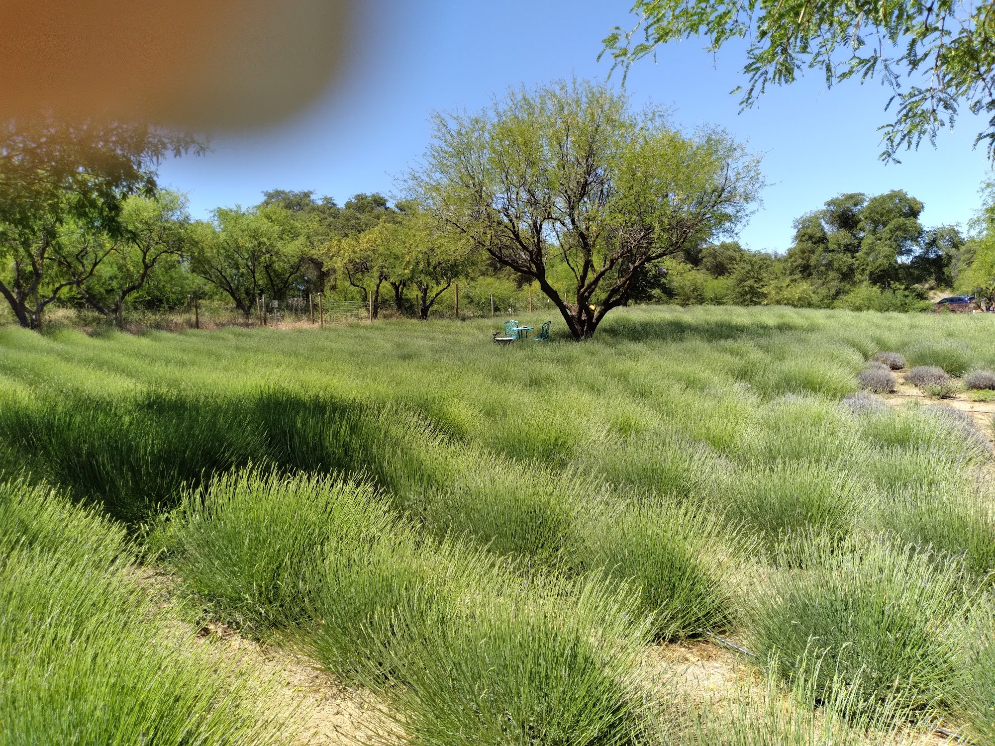 Life Under the Oaks Lavender Farm 1221 N Rancho Robles Rd, Oracle Arizona 85623