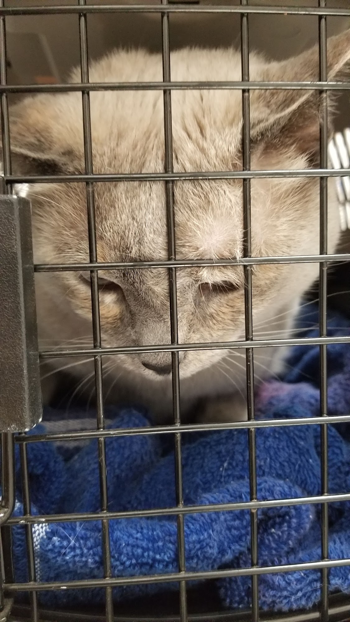 Page Animal Hospital Page