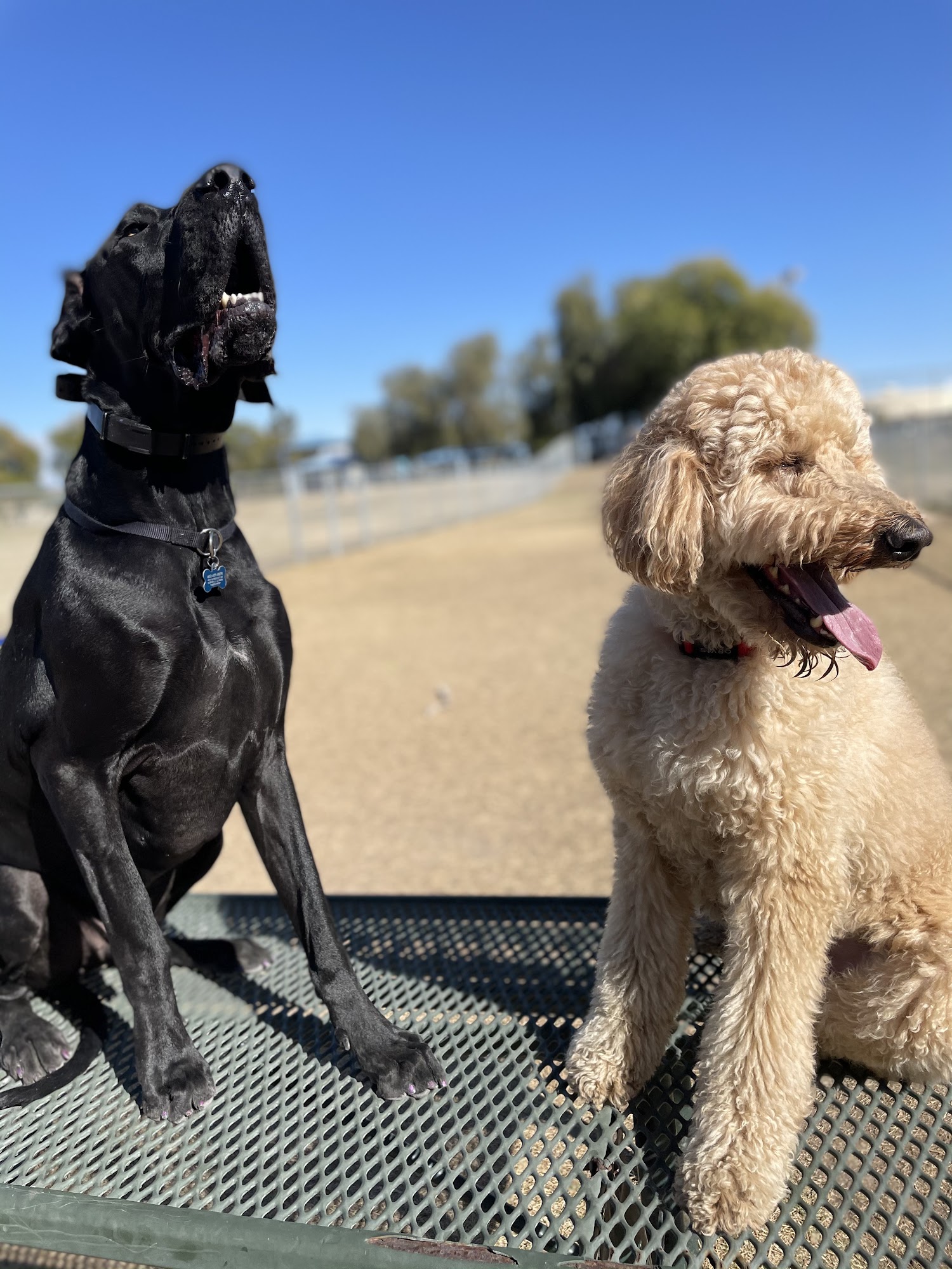 Instinct Canine Holistic Behavioral Training Peoria