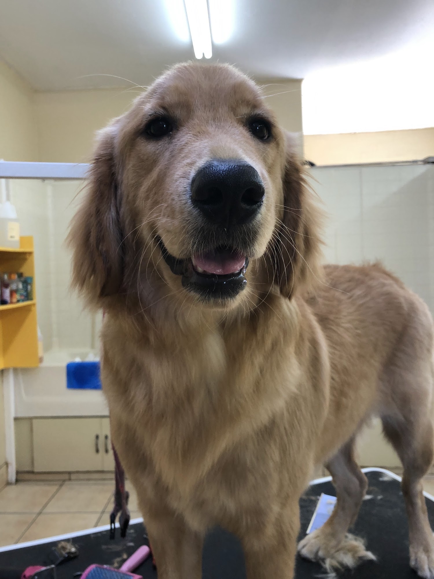 Millie's Dog World Phoenix