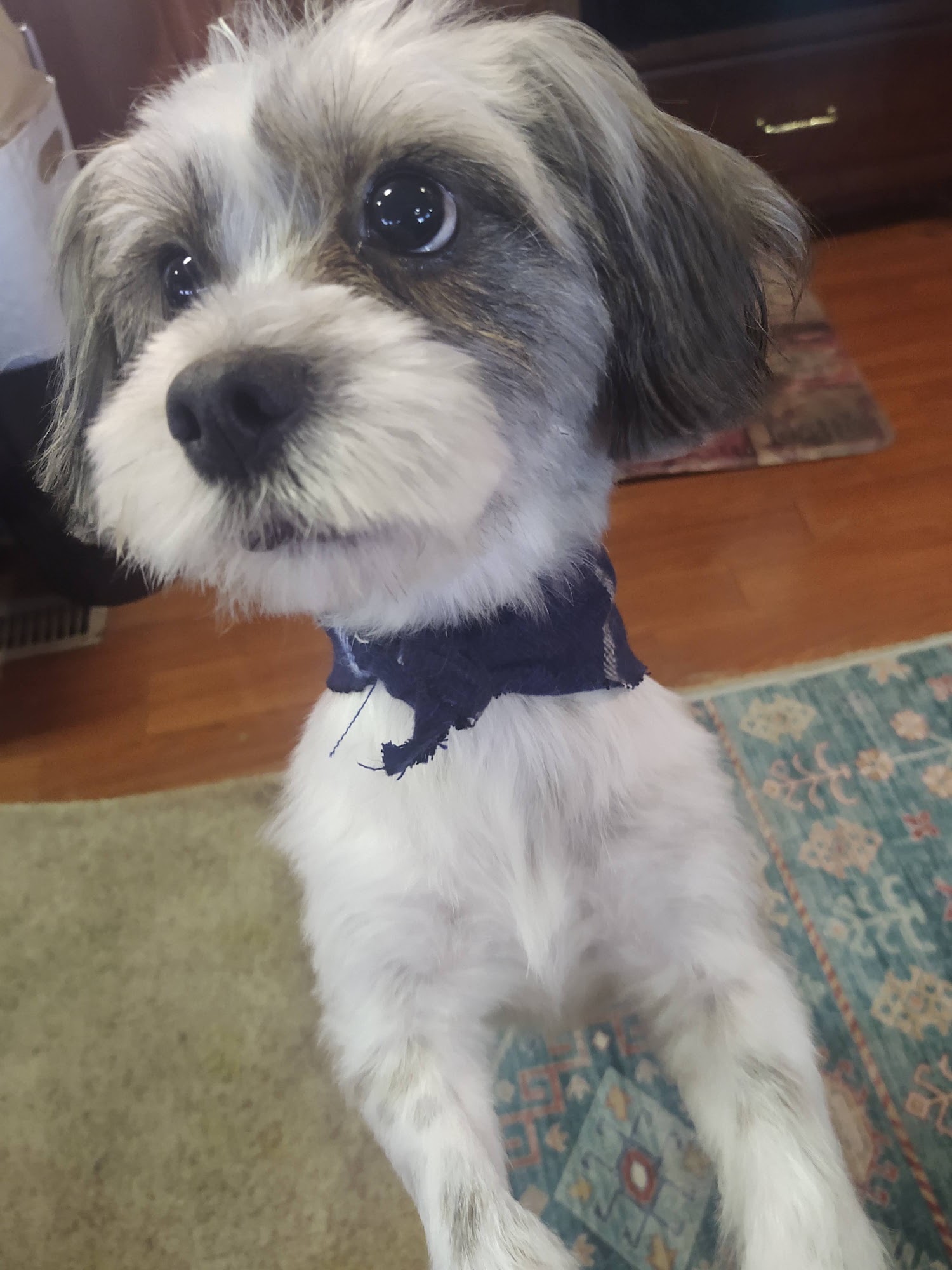 Missy Shed N Clean Phoenix