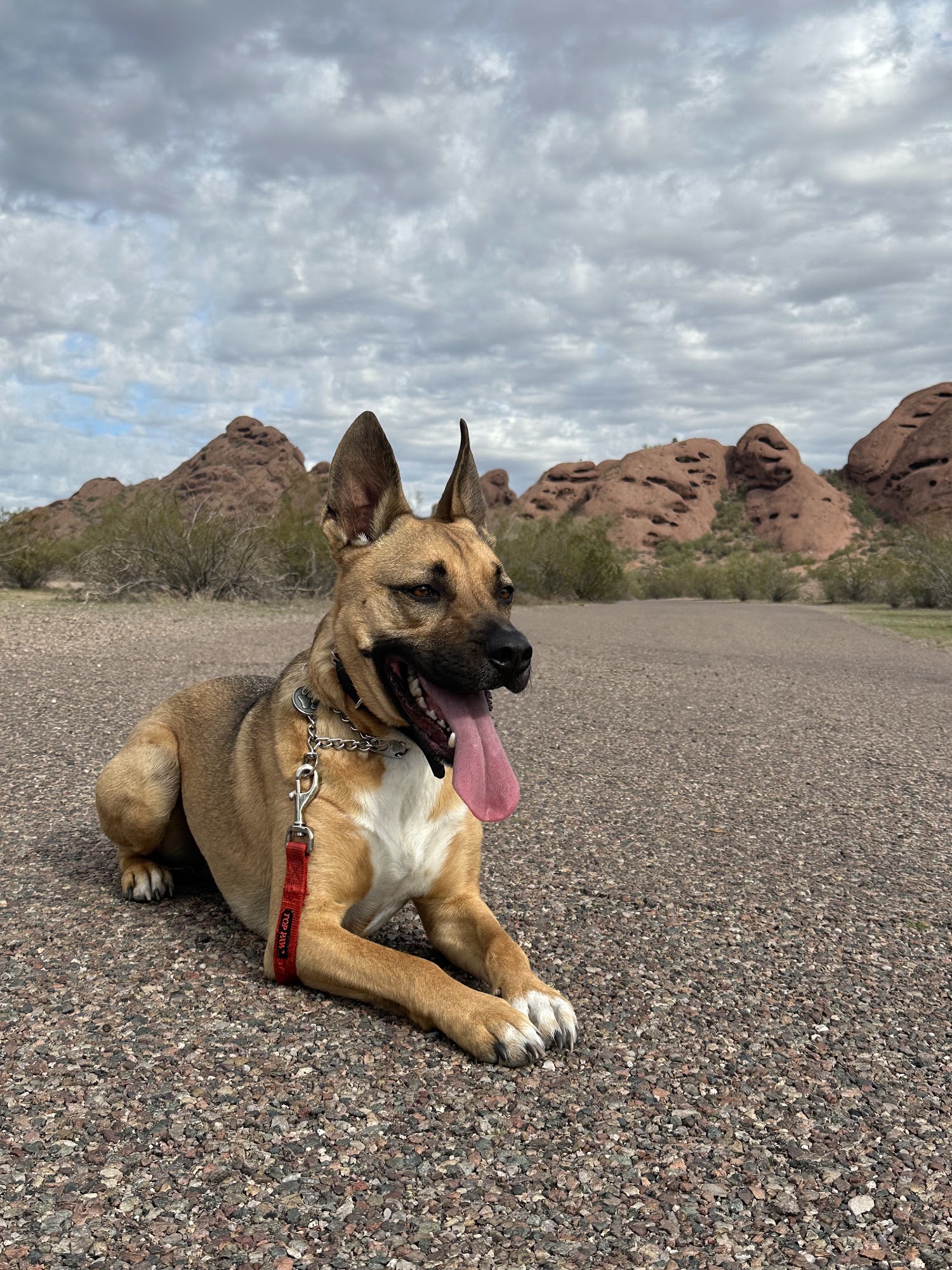 Rob's Dogs (Dog Training) Phoenix