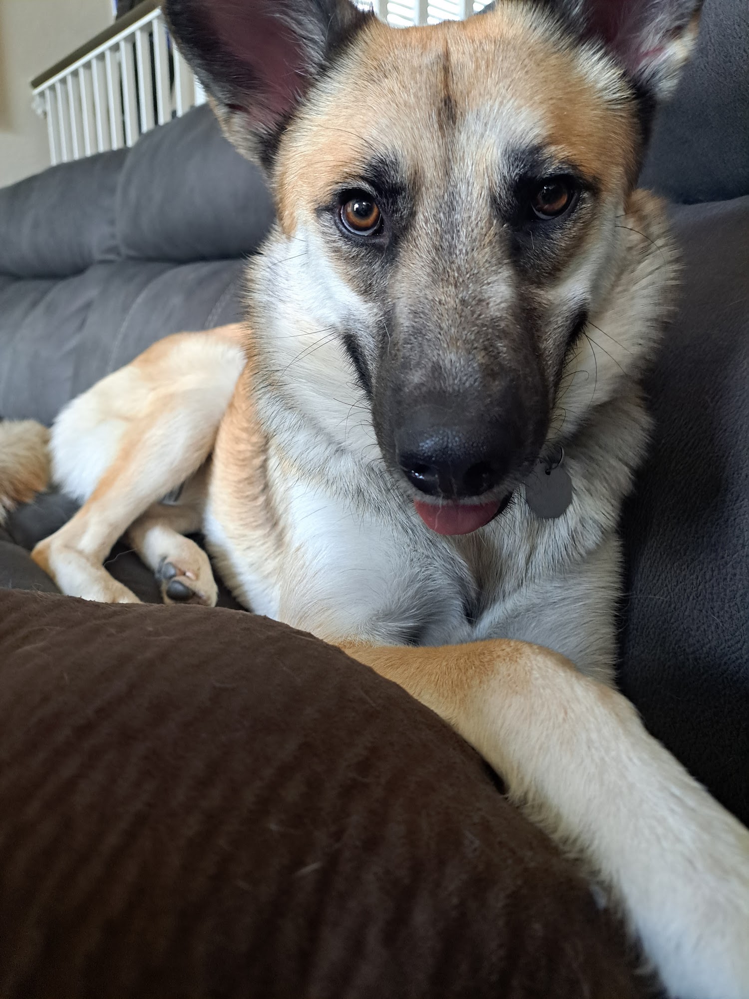 HALO Animal Rescue Phoenix