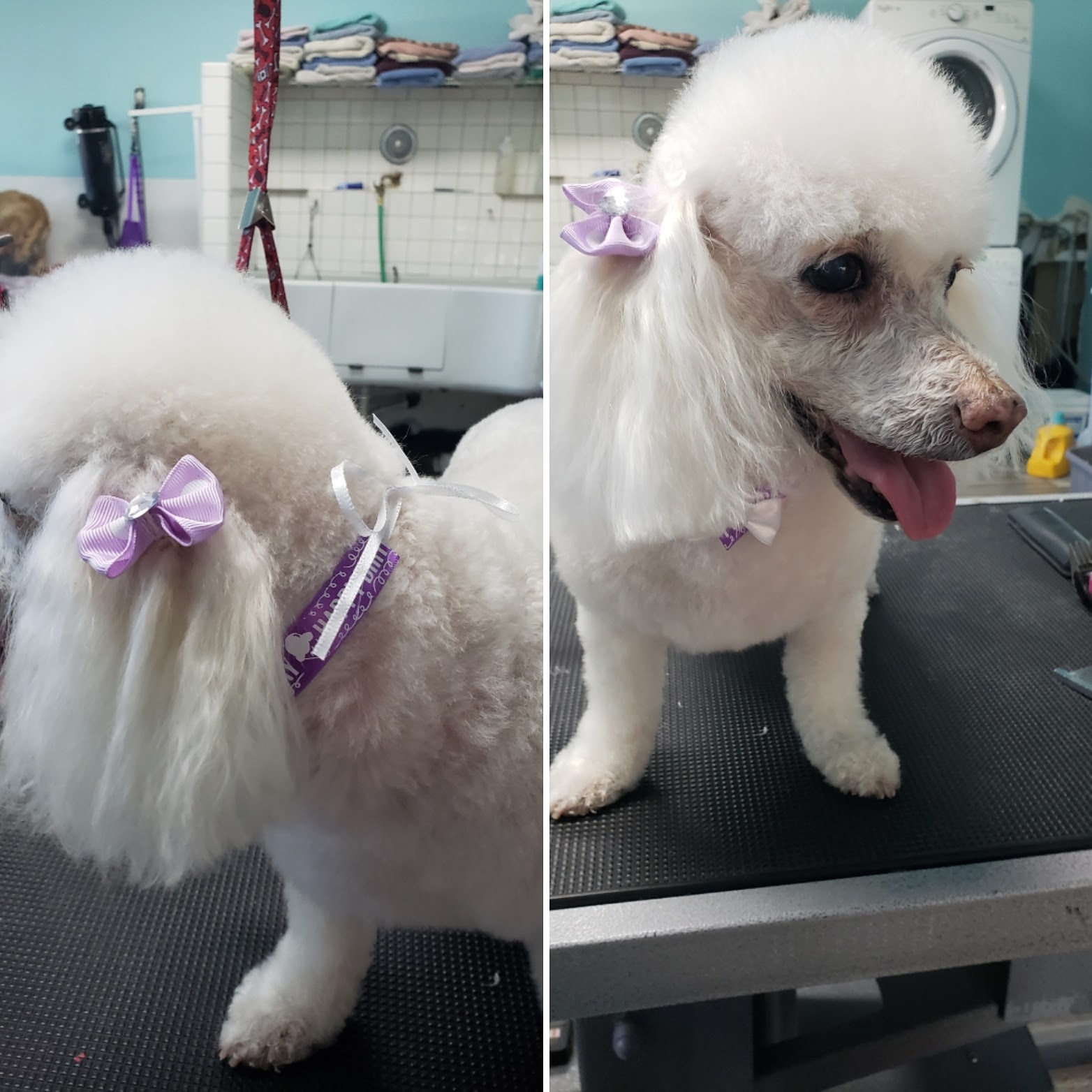 Gentle Groomer Phoenix
