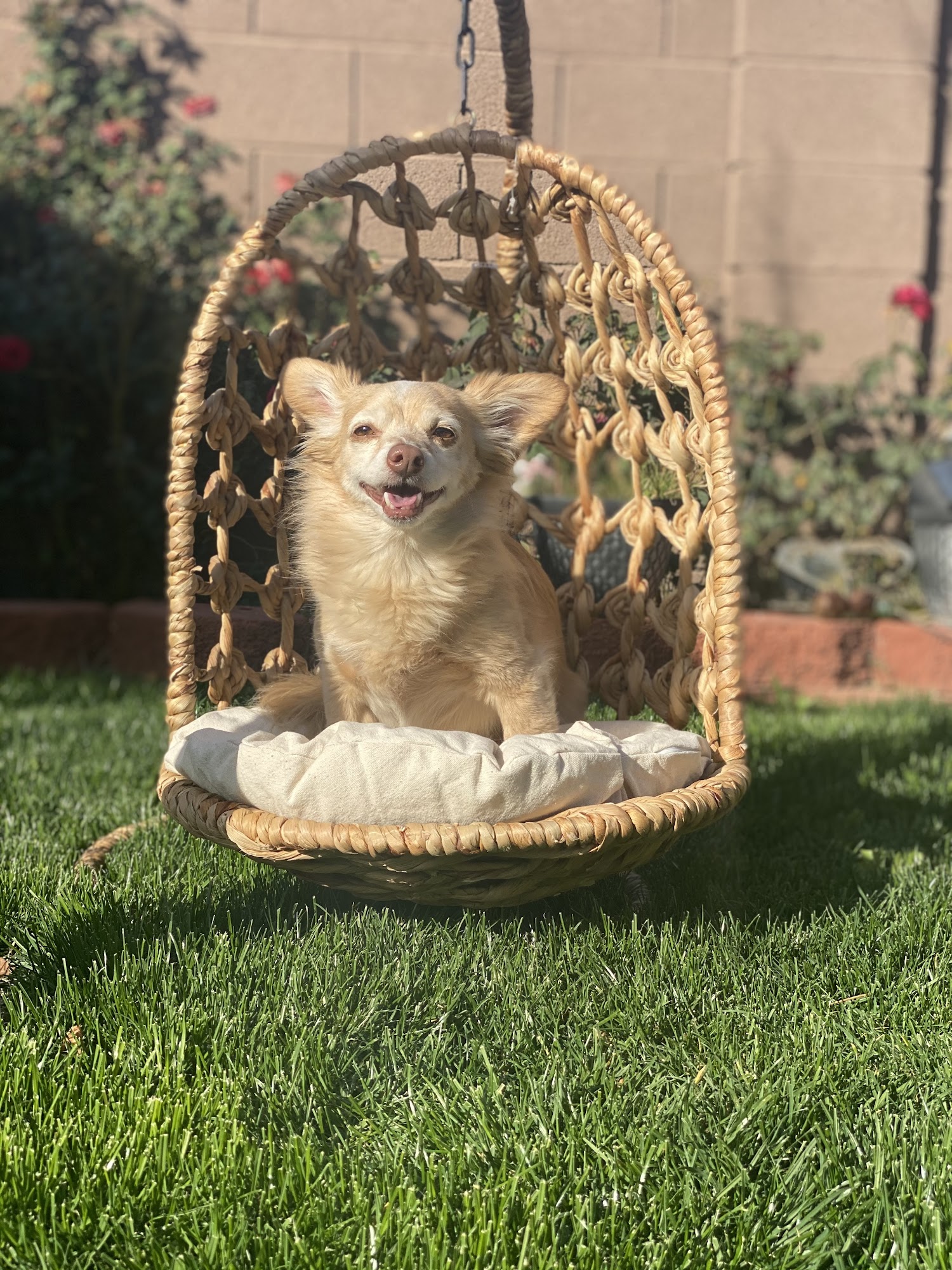 PALS - Pet & Animal Lovers Service Phoenix