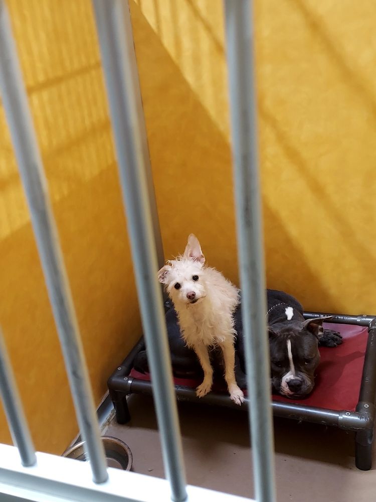 Danmar Pet Resort Phoenix