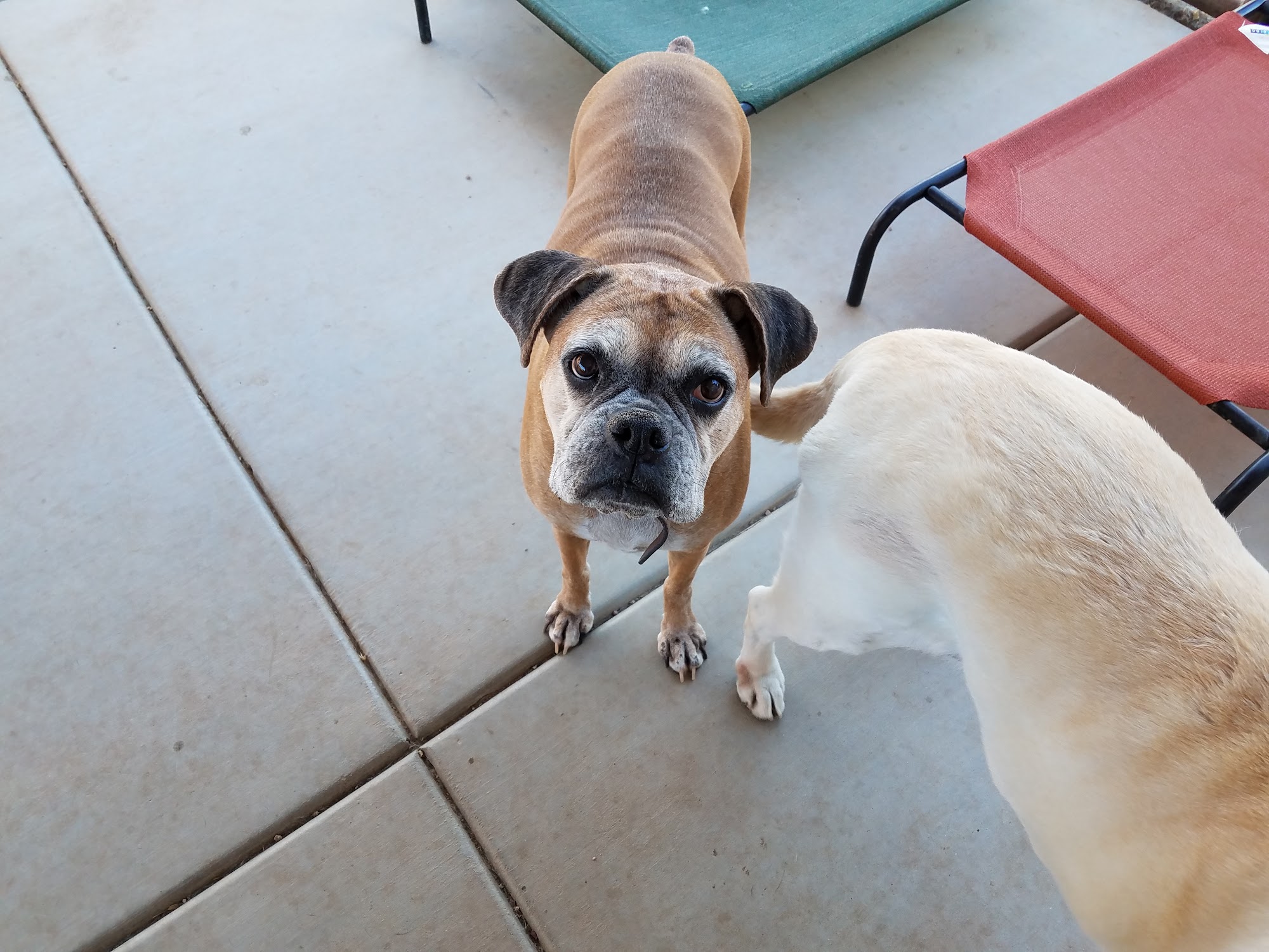 Dog-Gone Purrr-Fect Pet Sitting & Doggie Day Care Phoenix