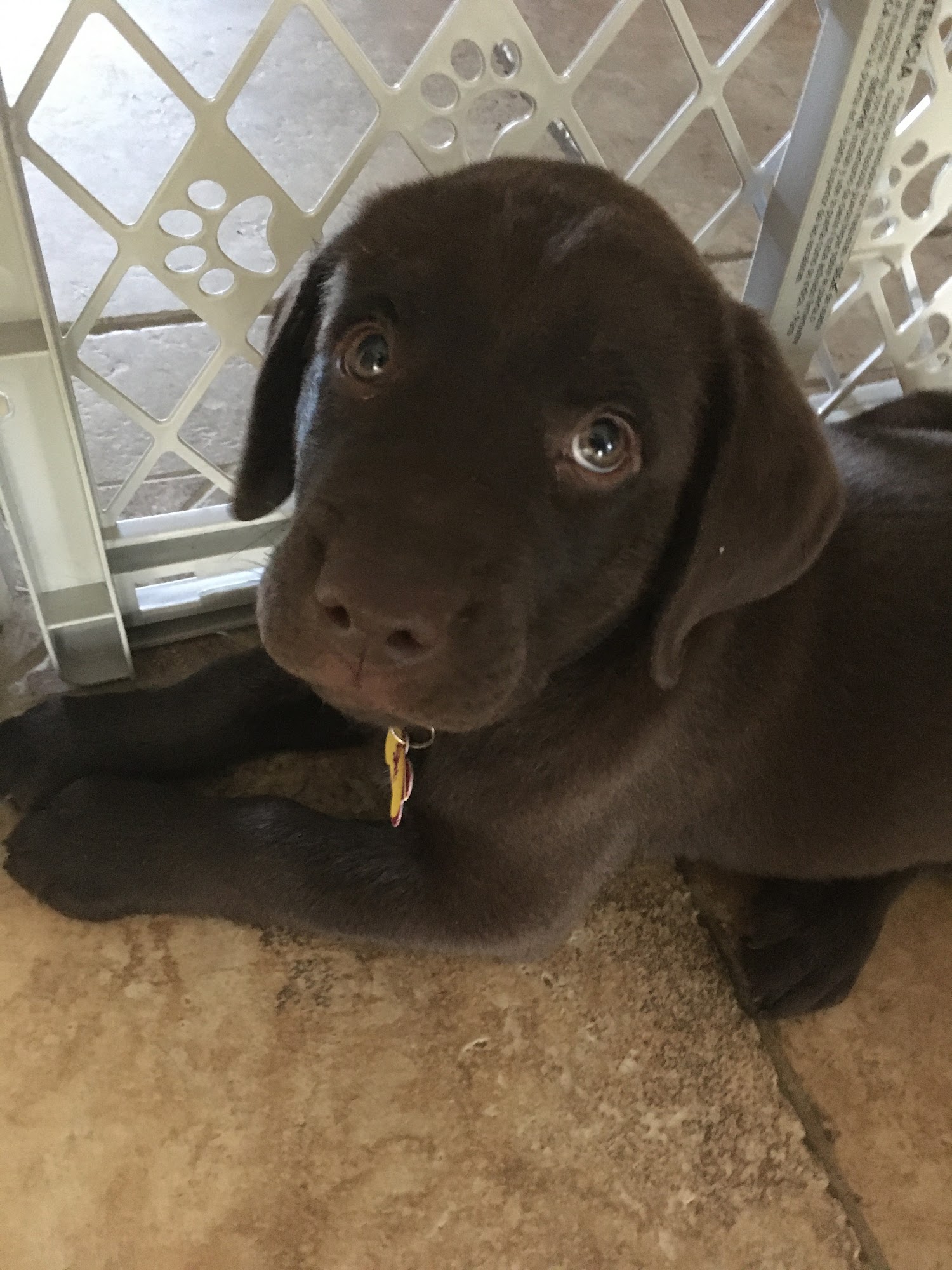 Ricochet Labradors Phoenix