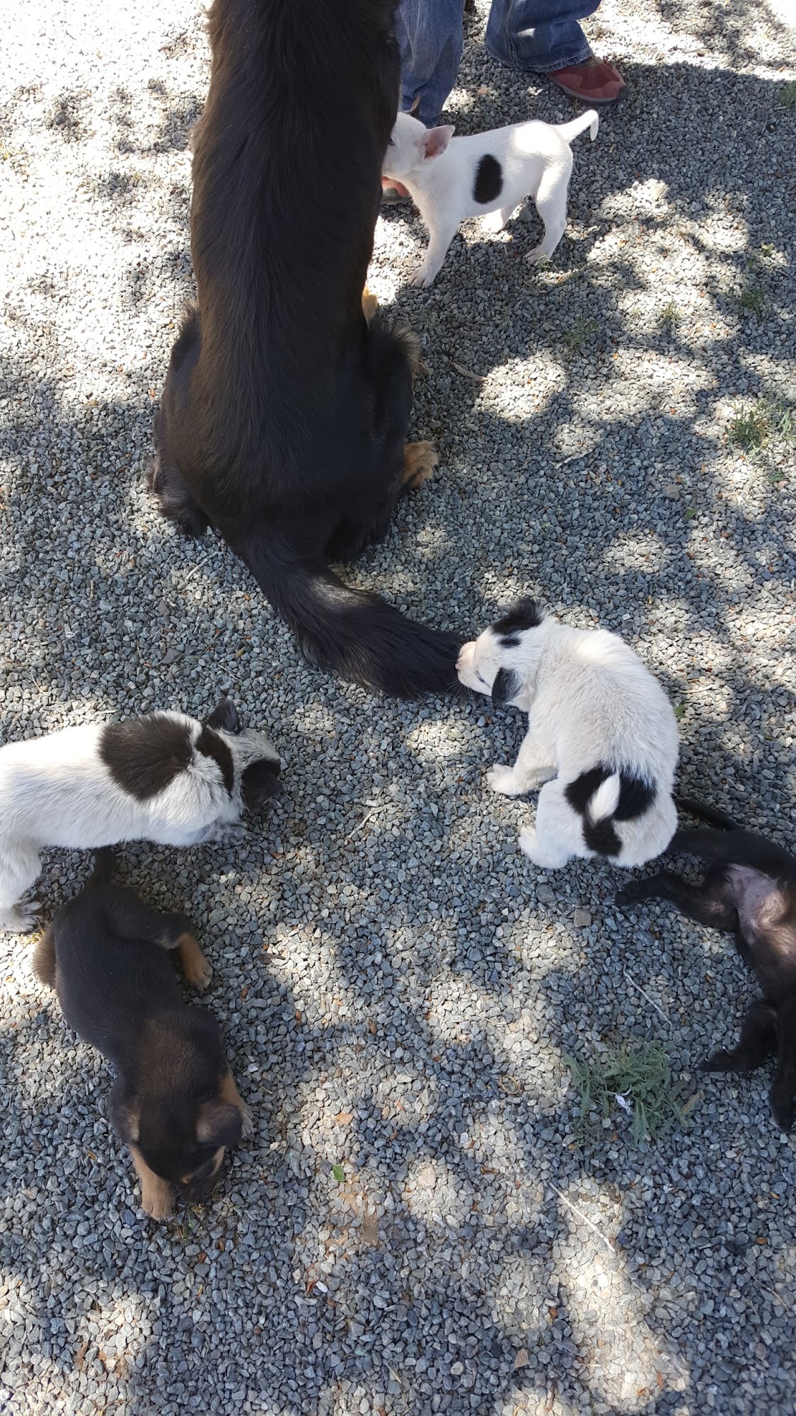 Circle L Ranch Animal Rescue And Sanctuary Prescott Valley