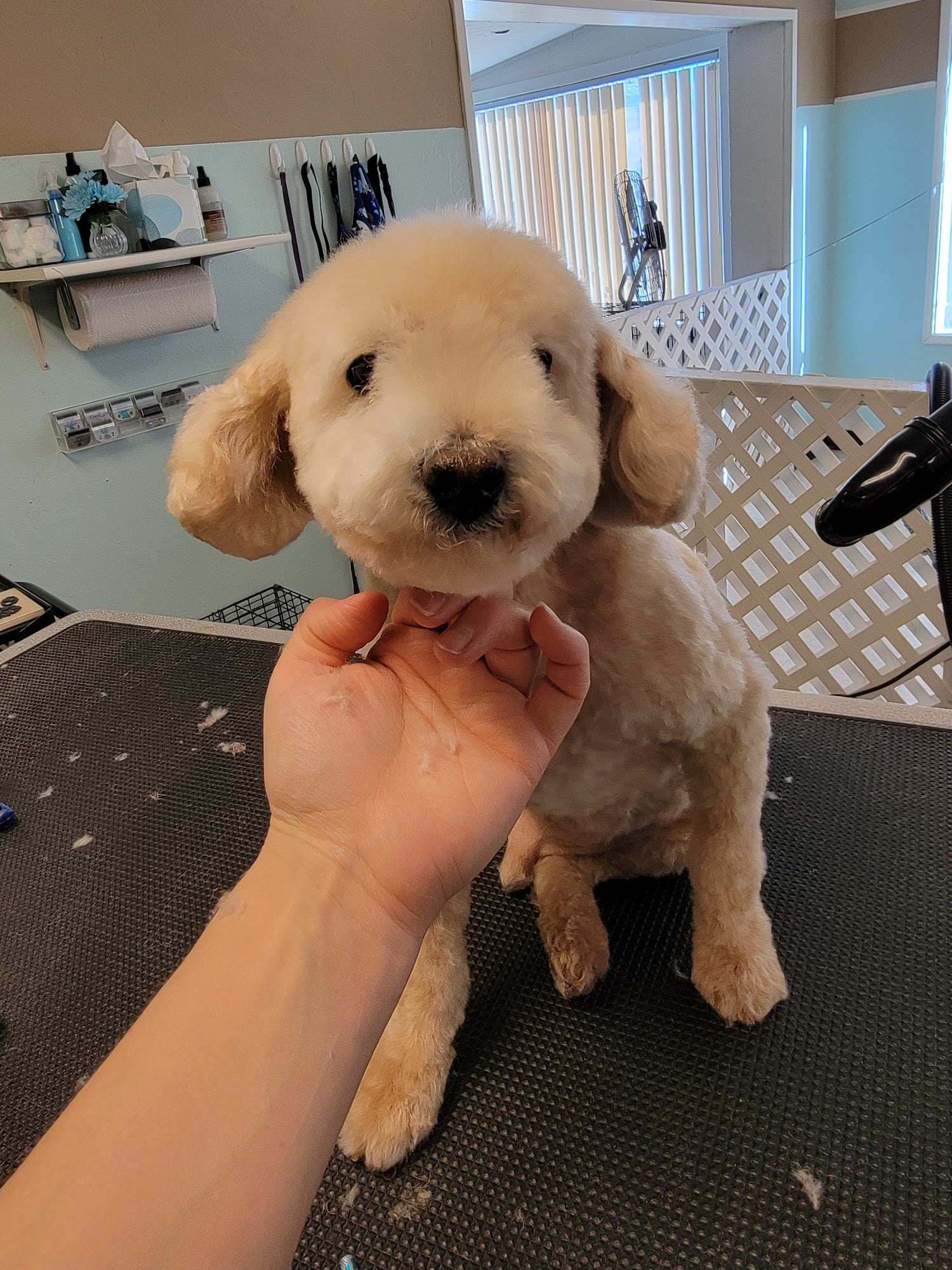 Doggie Delight Pet Grooming Prescott