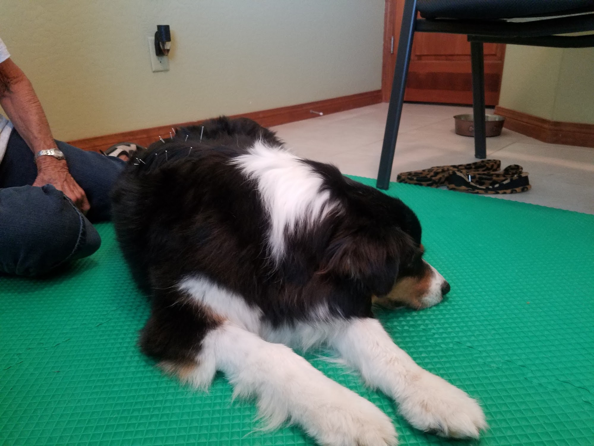 Hassayampa Canine Resort & Spa Prescott