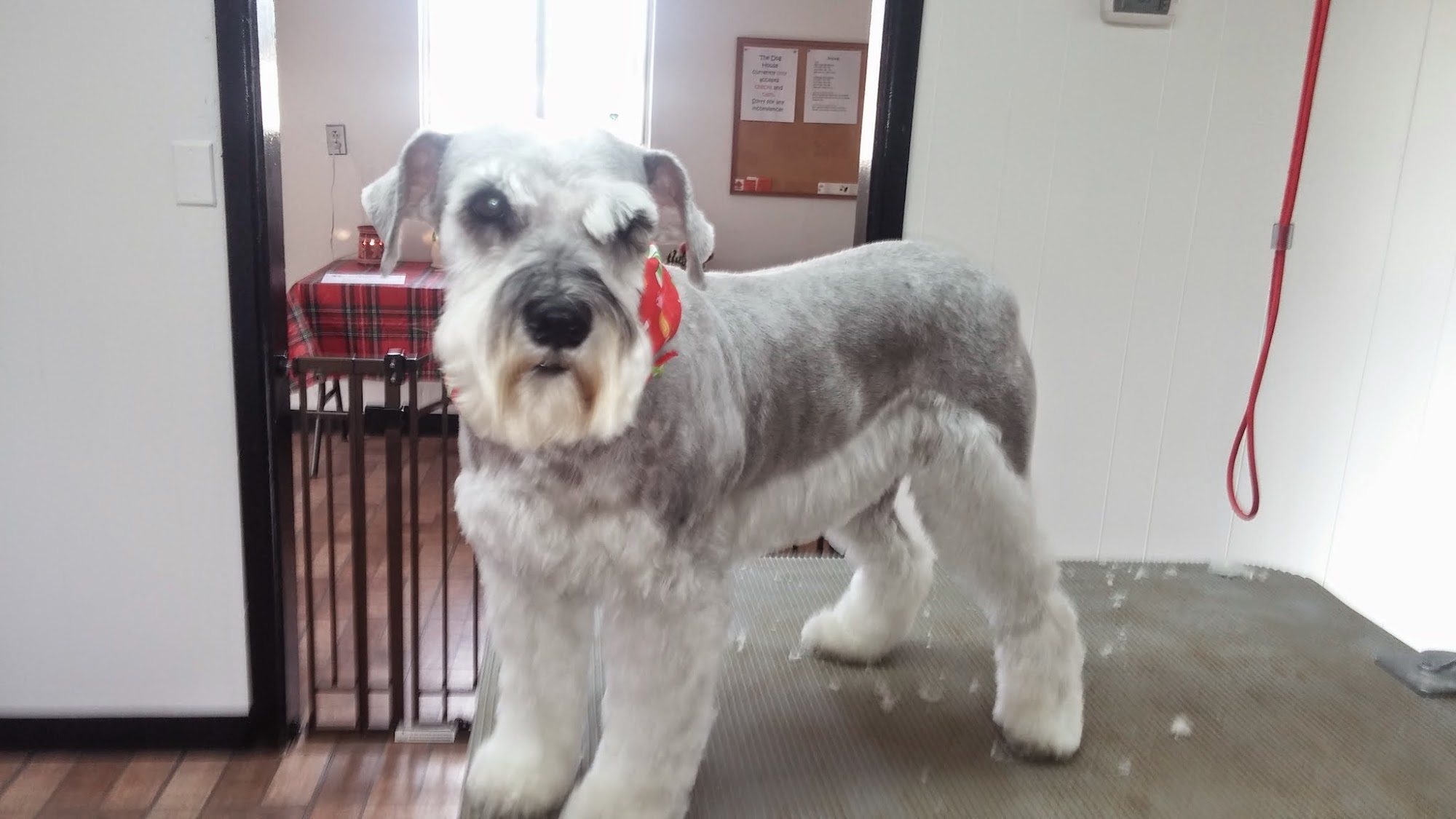 The Dog House Pet Salon Queen Creek