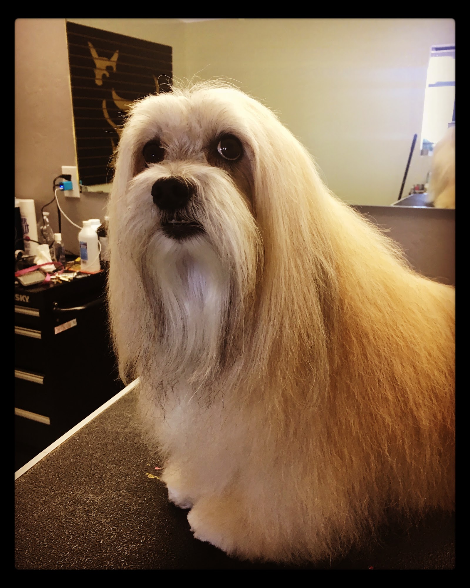Lugari Pet Salon Scottsdale