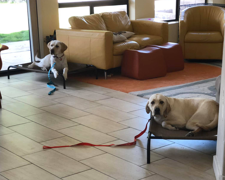 Desert Cove K9 Training Scottsdale