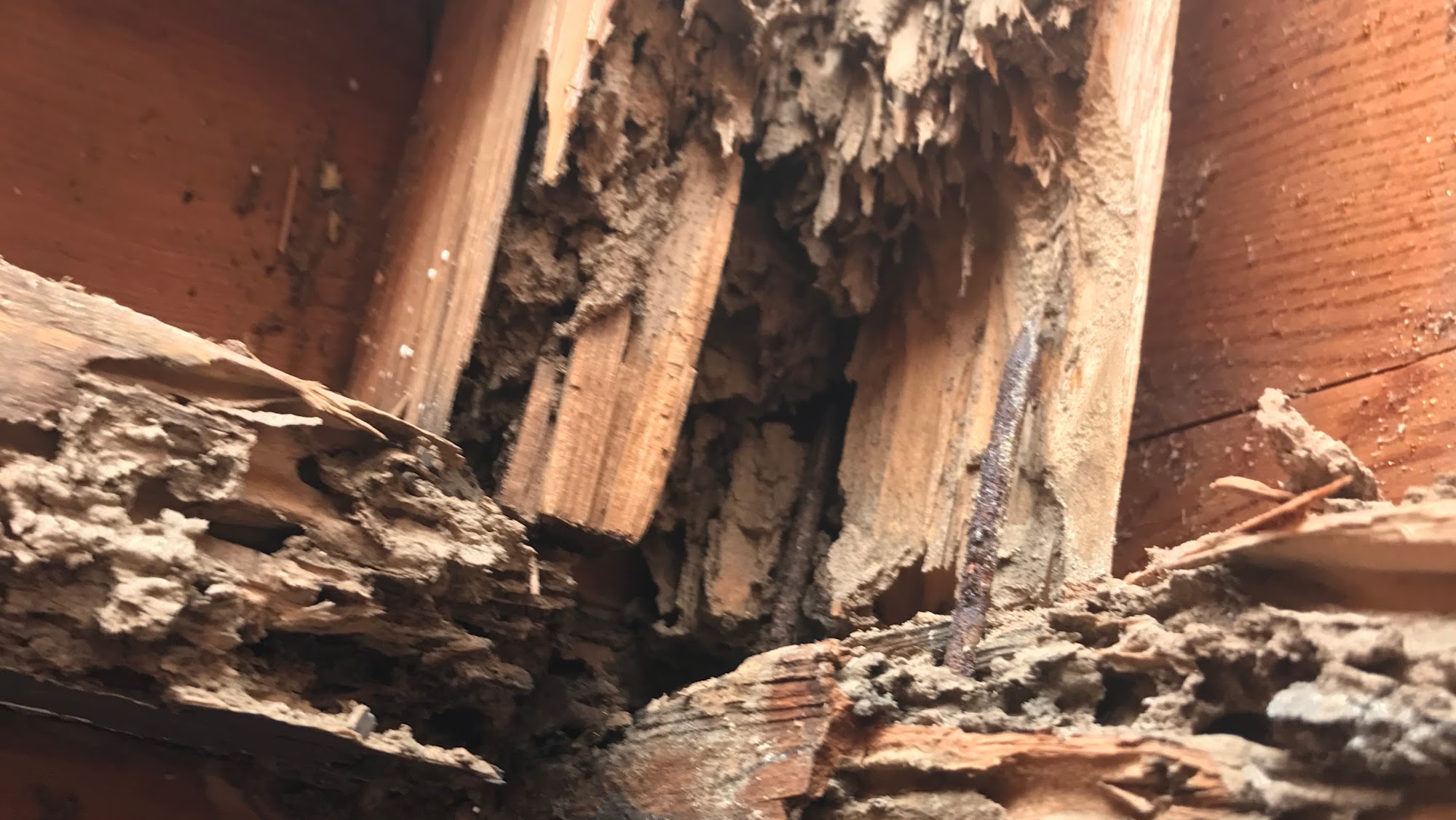 Arizona Termite Specialists