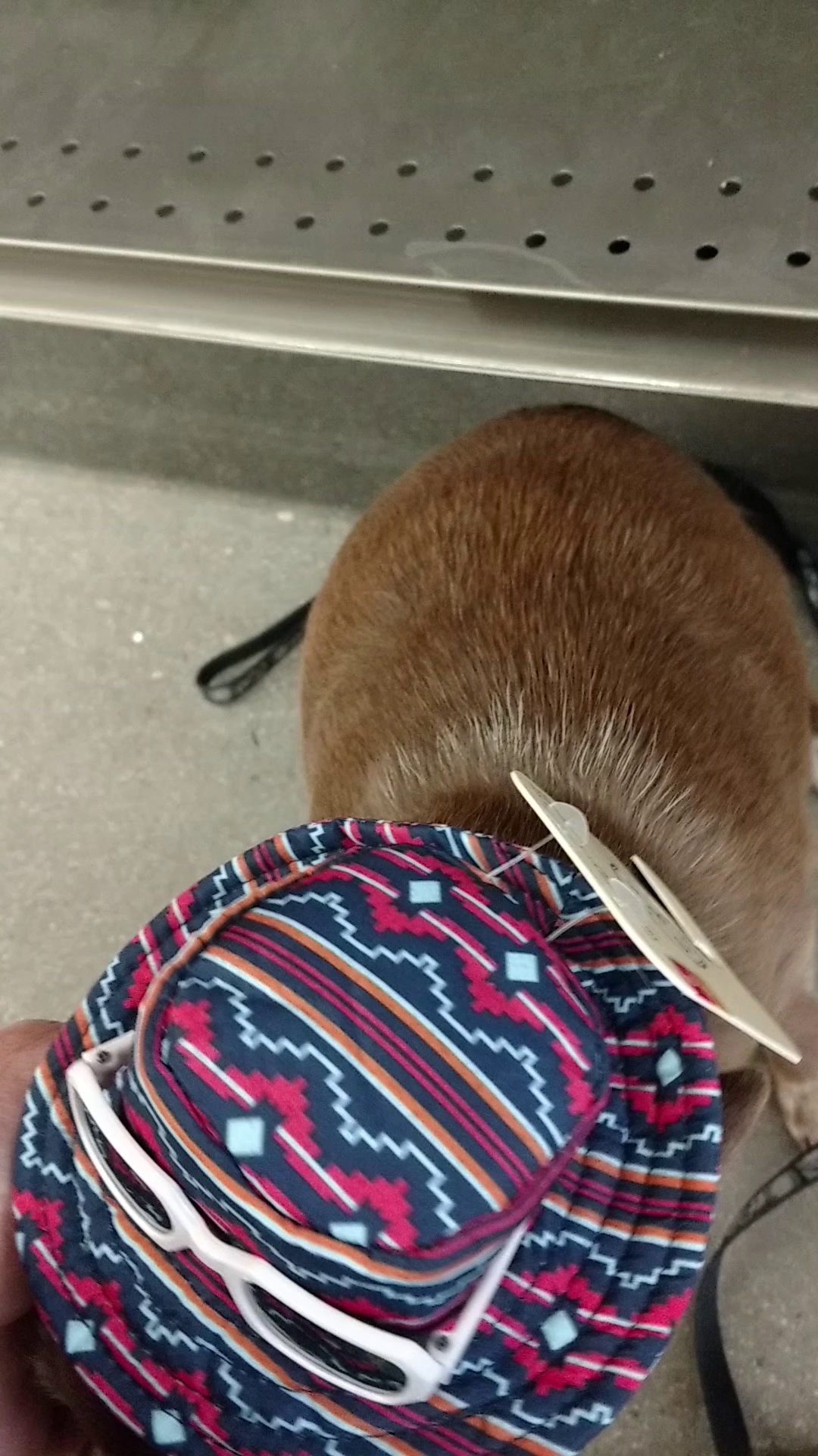 PETCO 8050 N Cortaro Rd, Tucson AZ Hours, Directions, Reviews