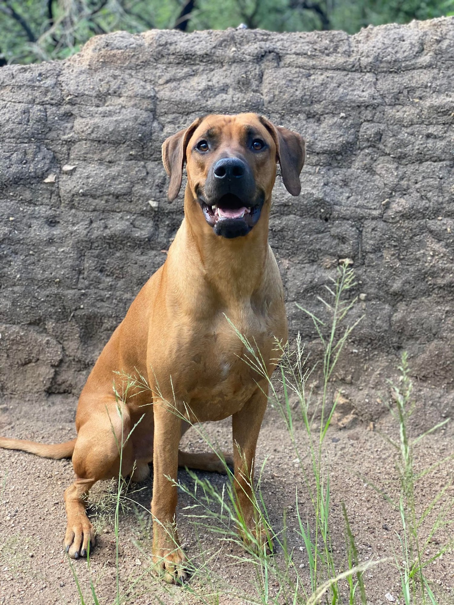 Elevate Dog Center Tucson