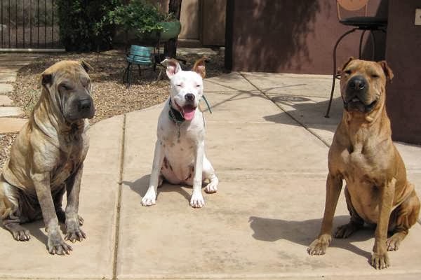 New Dogs - Old Trix Tucson