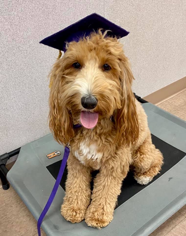 Ruff House Dog Training Tucson