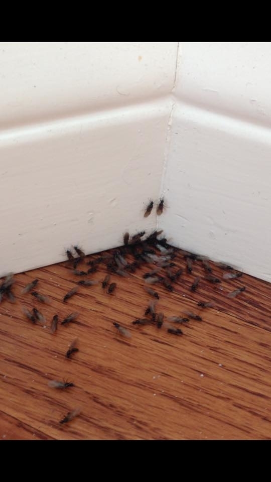 Photo credit: yellowpages.ca