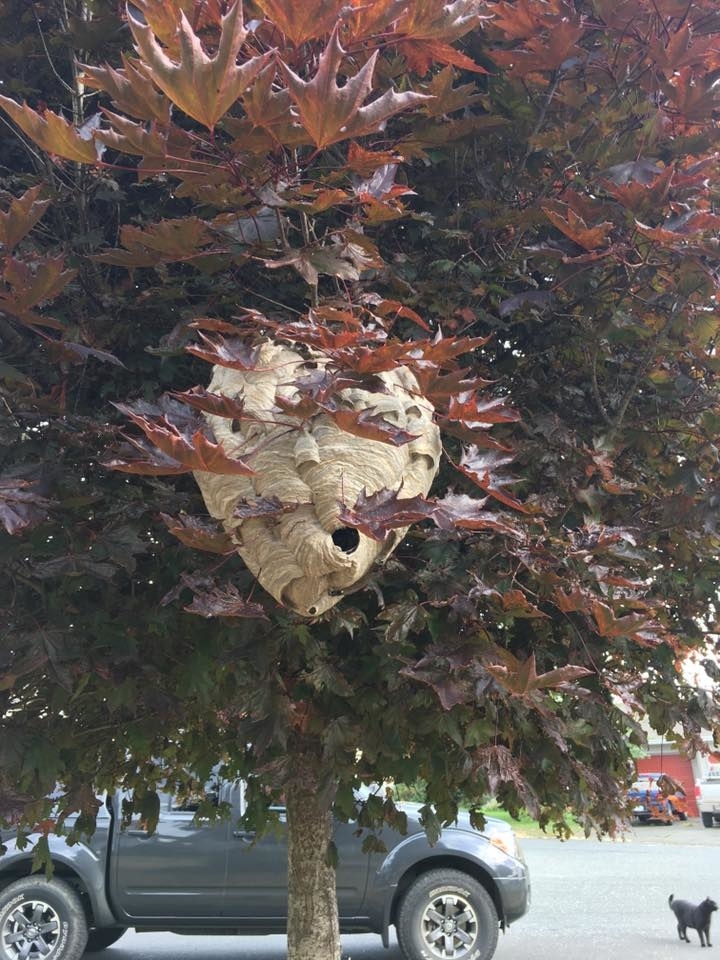 Photo credit: yellowpages.ca