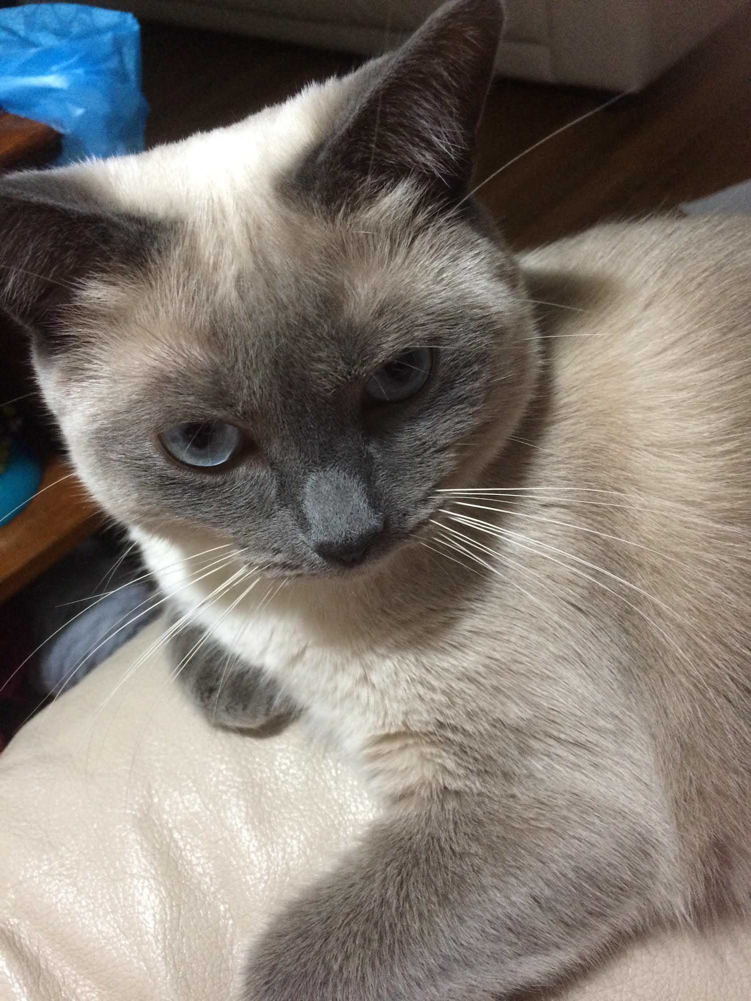 D'Tails Grooming Spaw for Pets Powell River